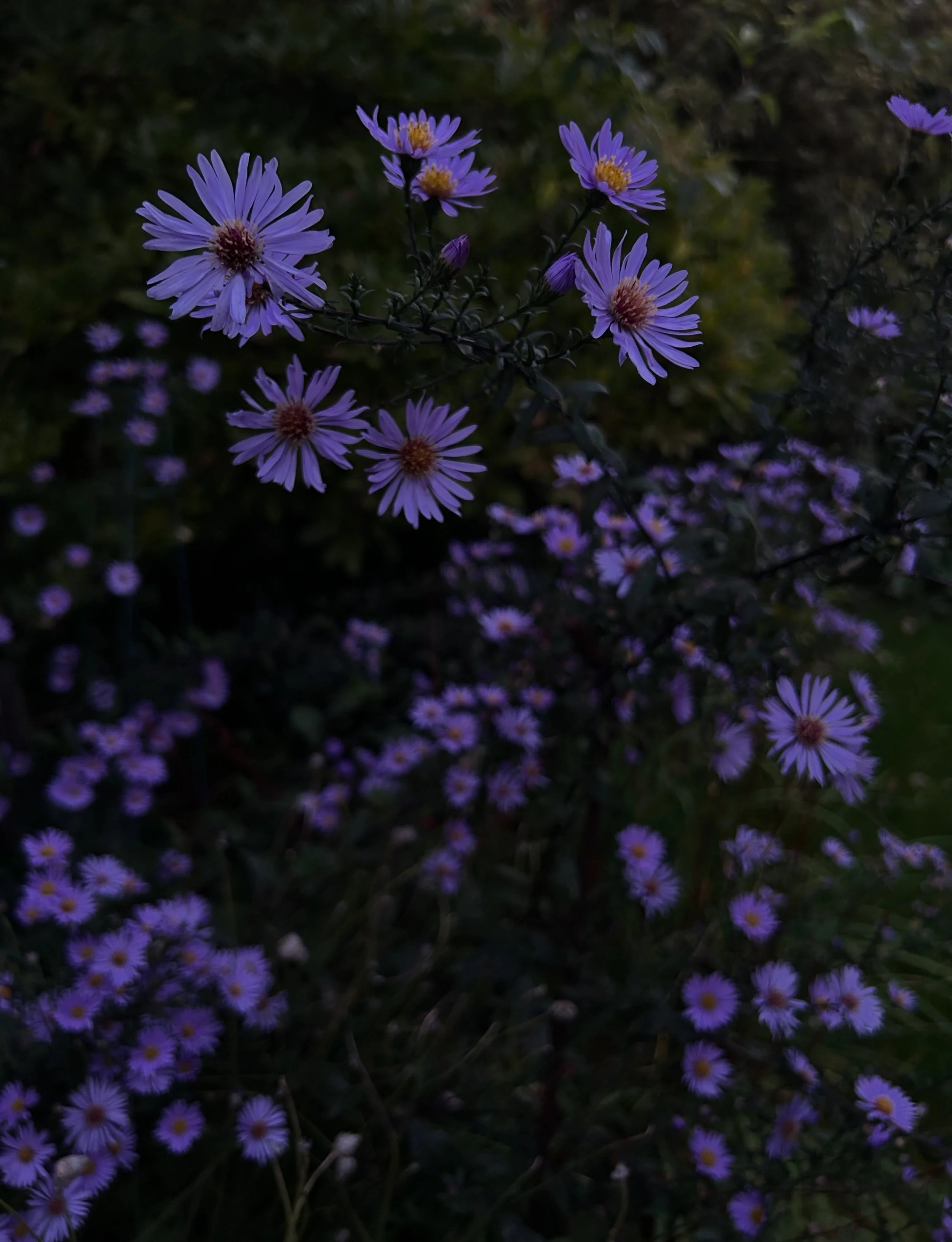 Last night in Mary&rsquo;s garden.

#aster #thenaturaldyeworks #colourlover #naturesbeauty