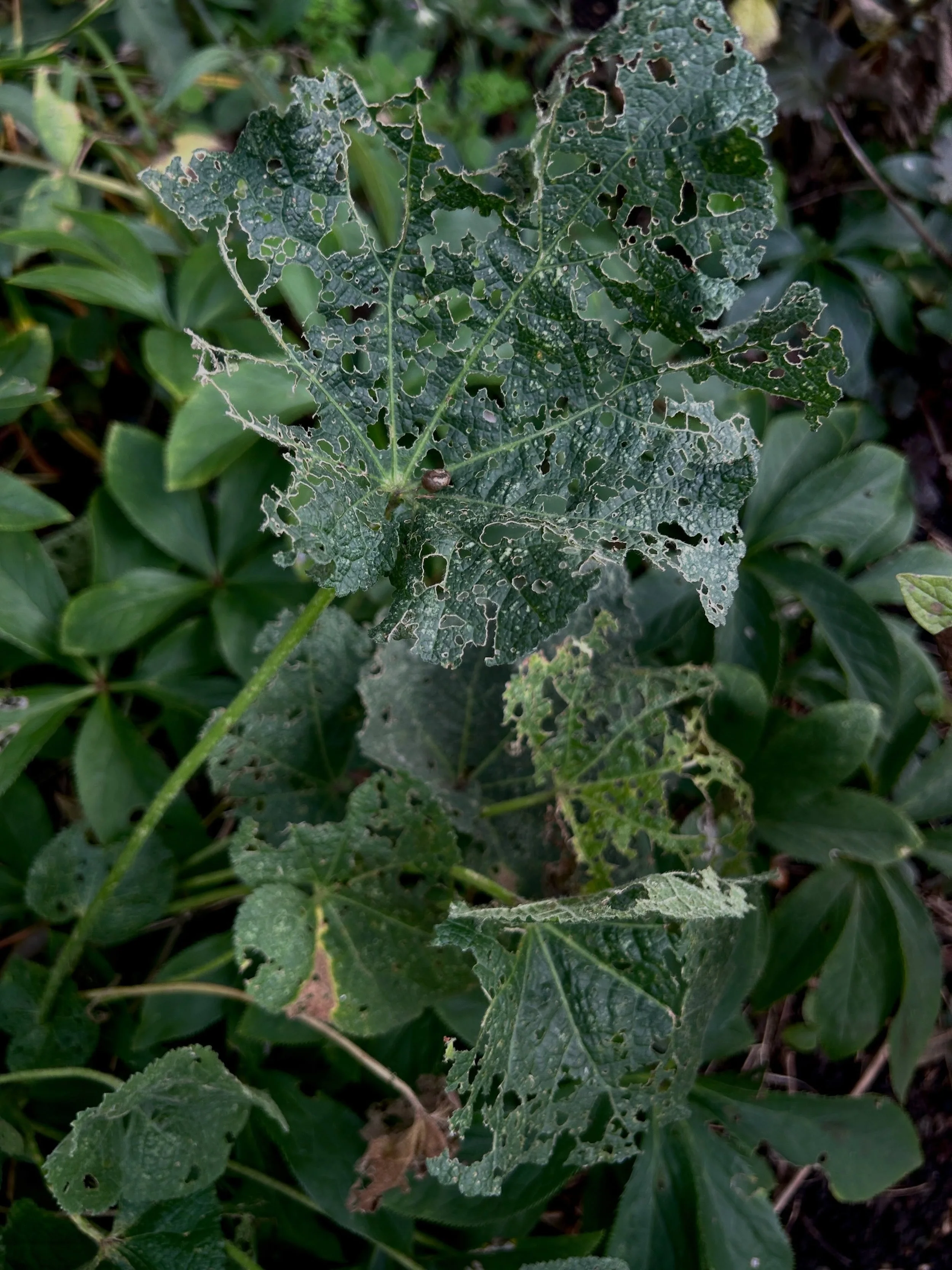 Take a breath. I&rsquo;m about to say something controversial.

October, for me, has been a month of green. 
Not the zesty, acidic, yellow greens of Spring, but the deep, recessive blue greens. 

Perhaps it&rsquo;s that my garden hours are frightenin
