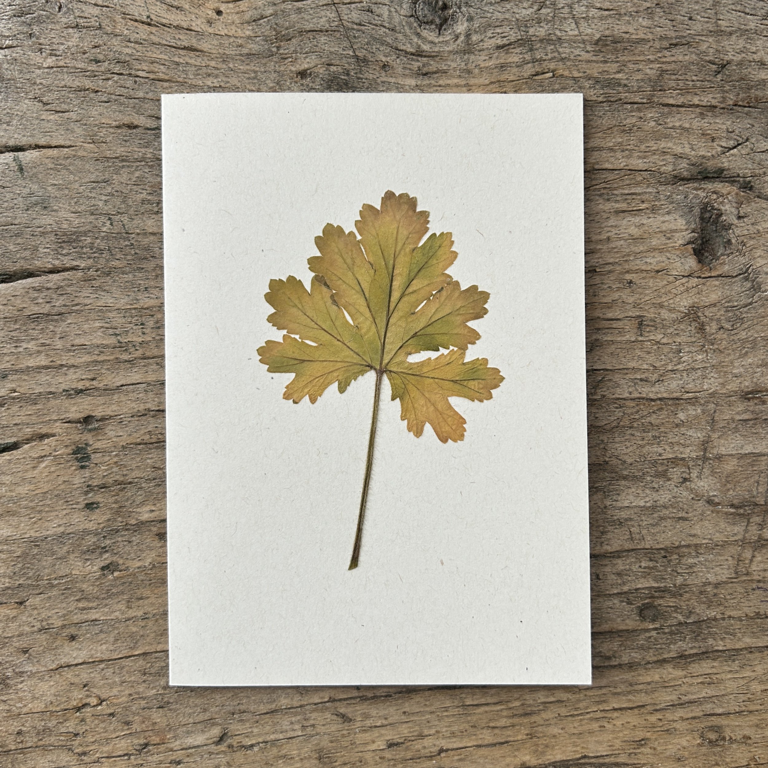 Pressed Botanical Card Cream 204