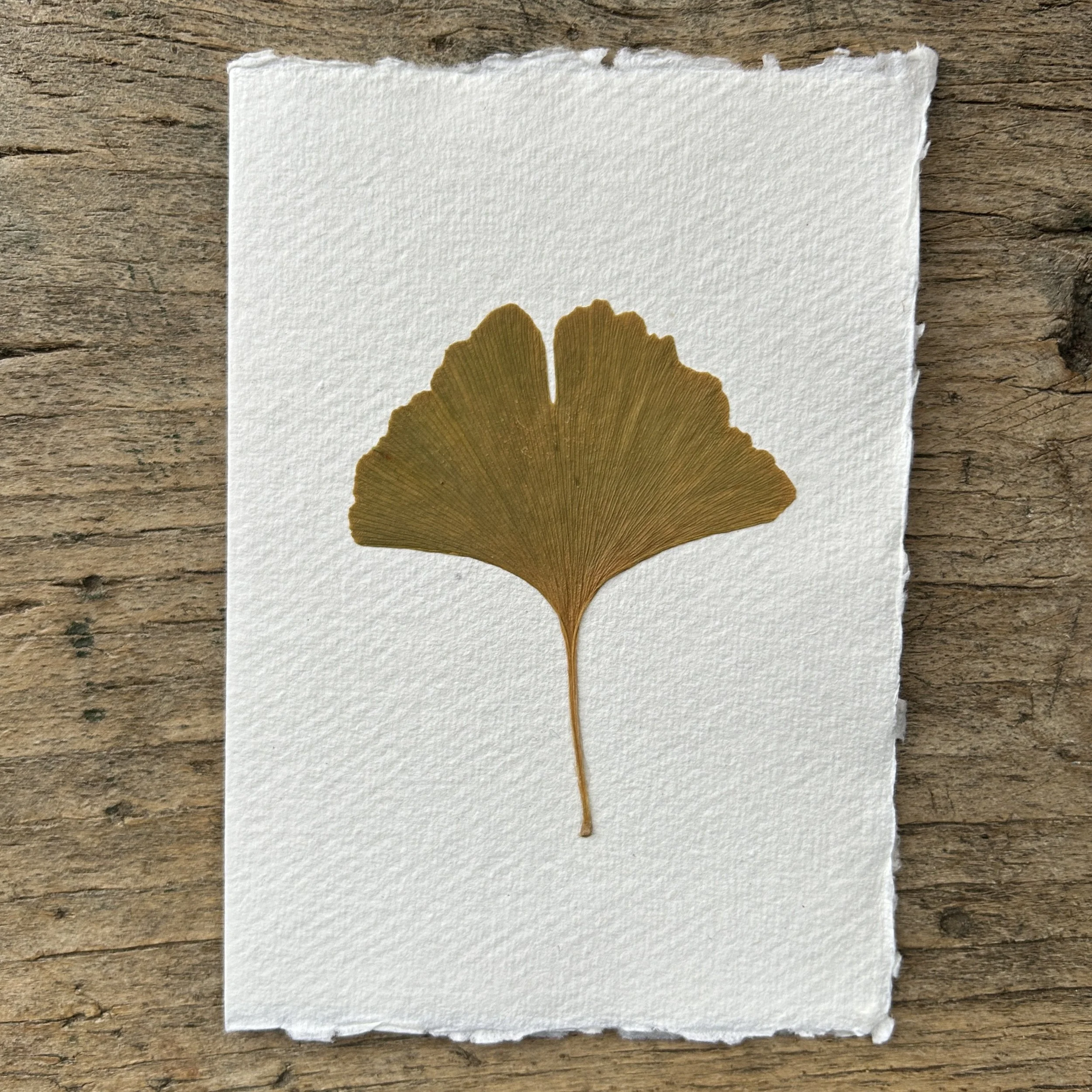 Pressed Botanical Rag Paper Card 227
