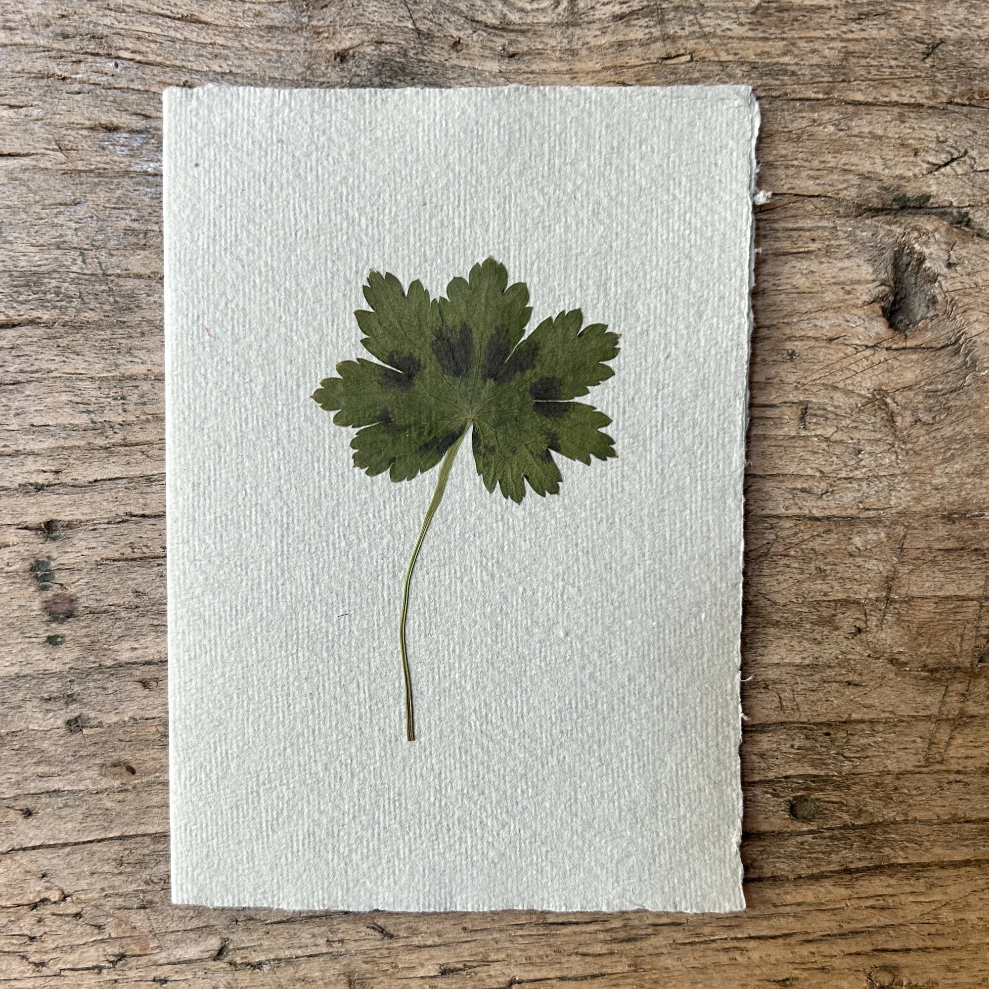 Pressed Botanical Rag Paper Card Grey