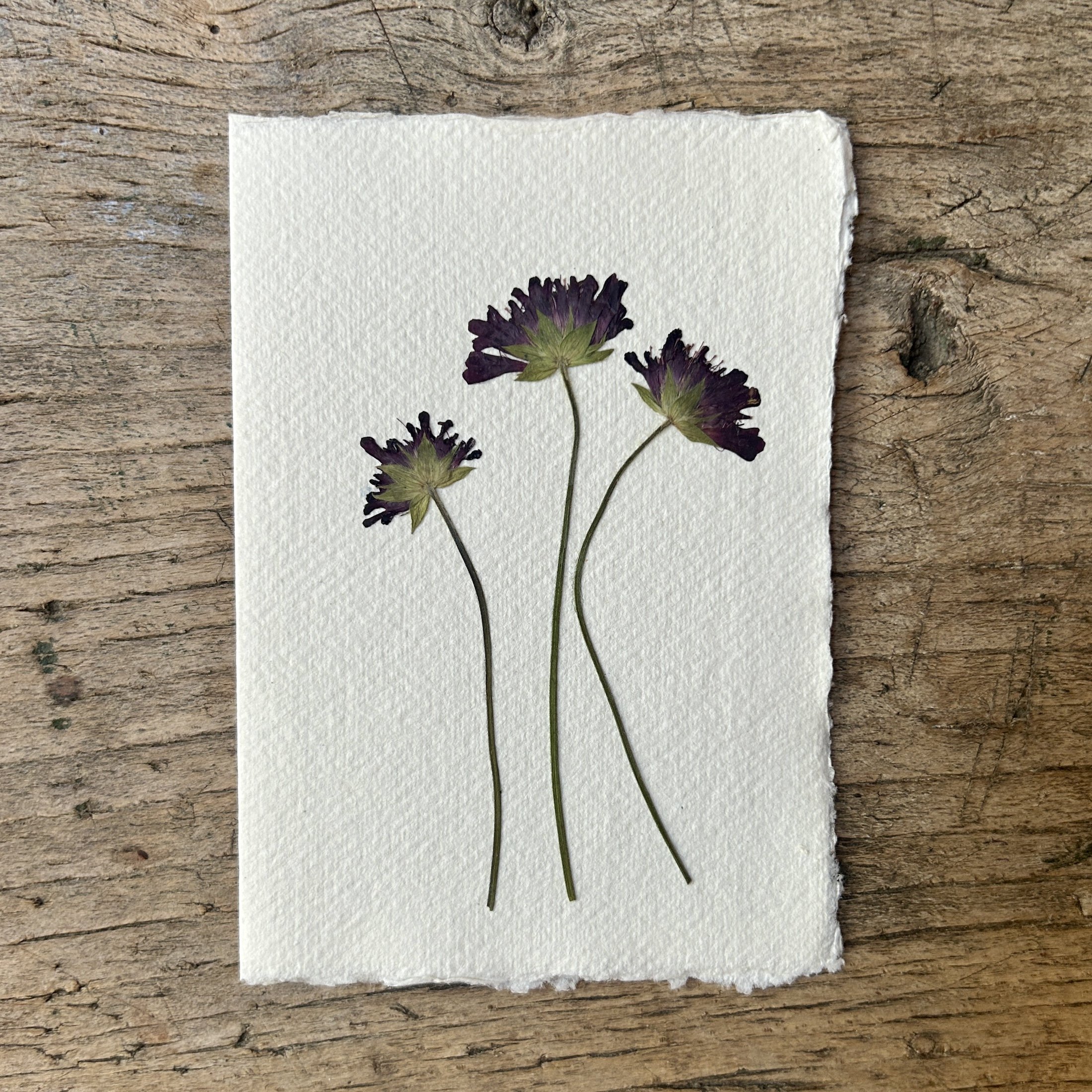 Pressed Botanical Rag Paper Card