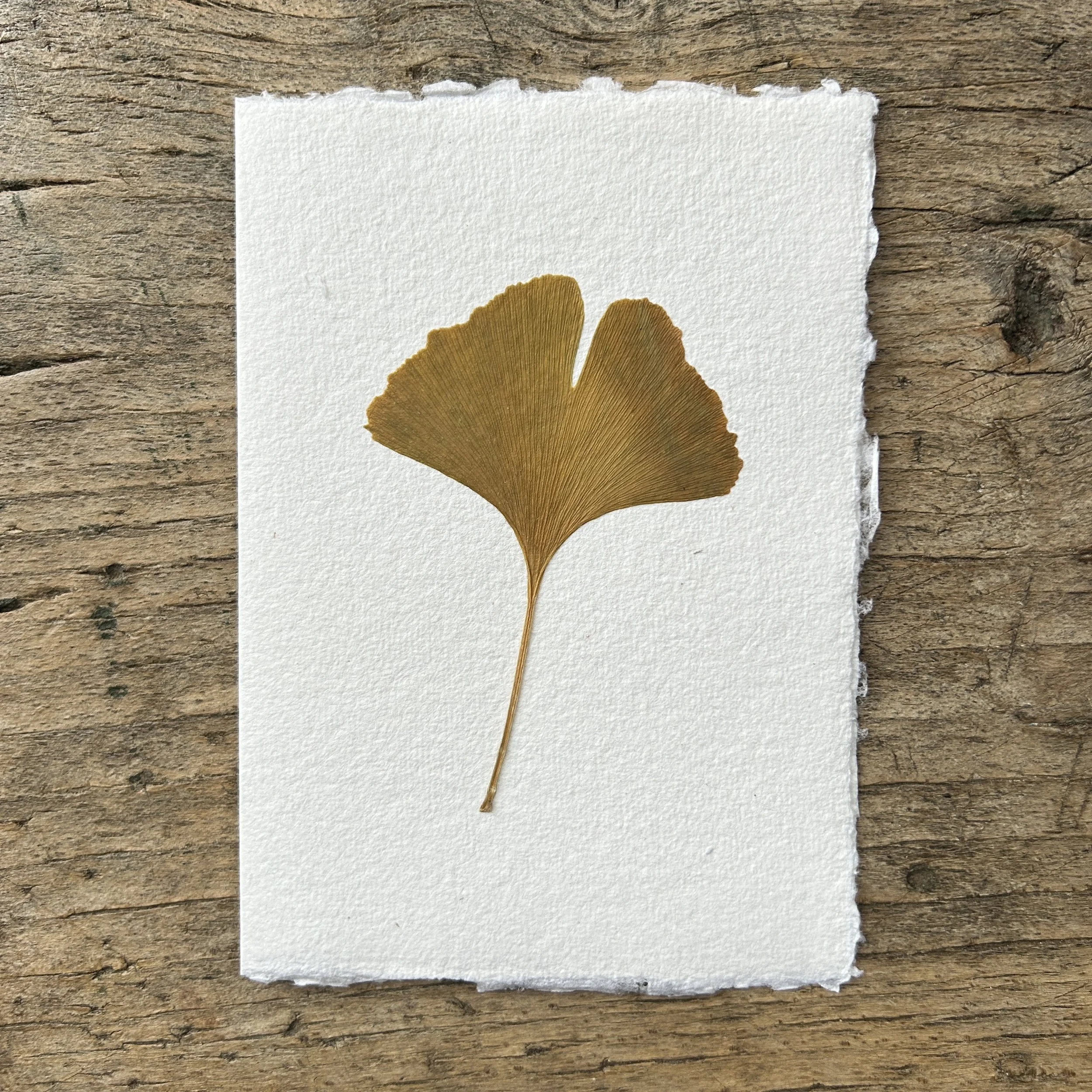 Pressed Botanical Rag Paper Card 219