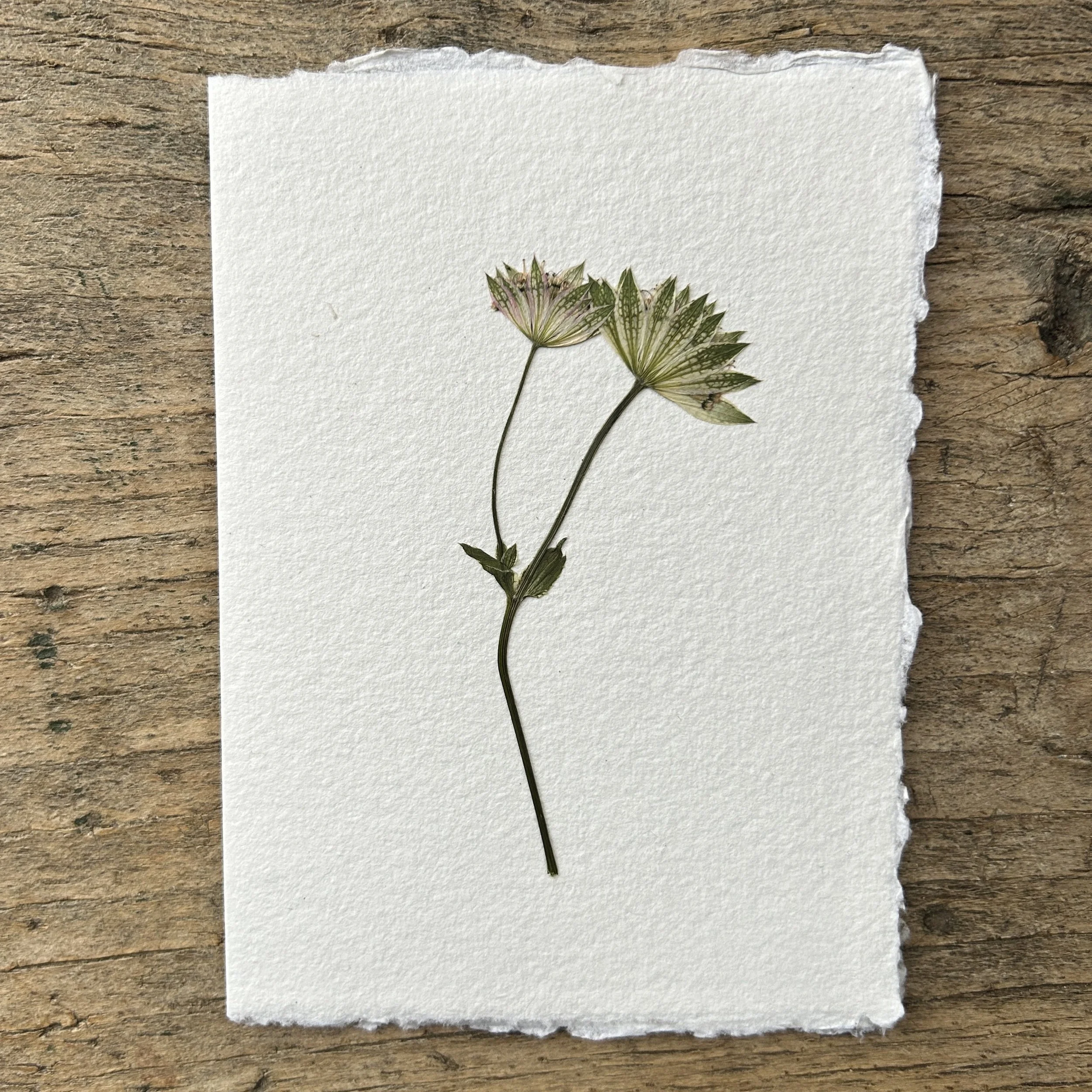 Pressed Botanical Rag Paper Card 230