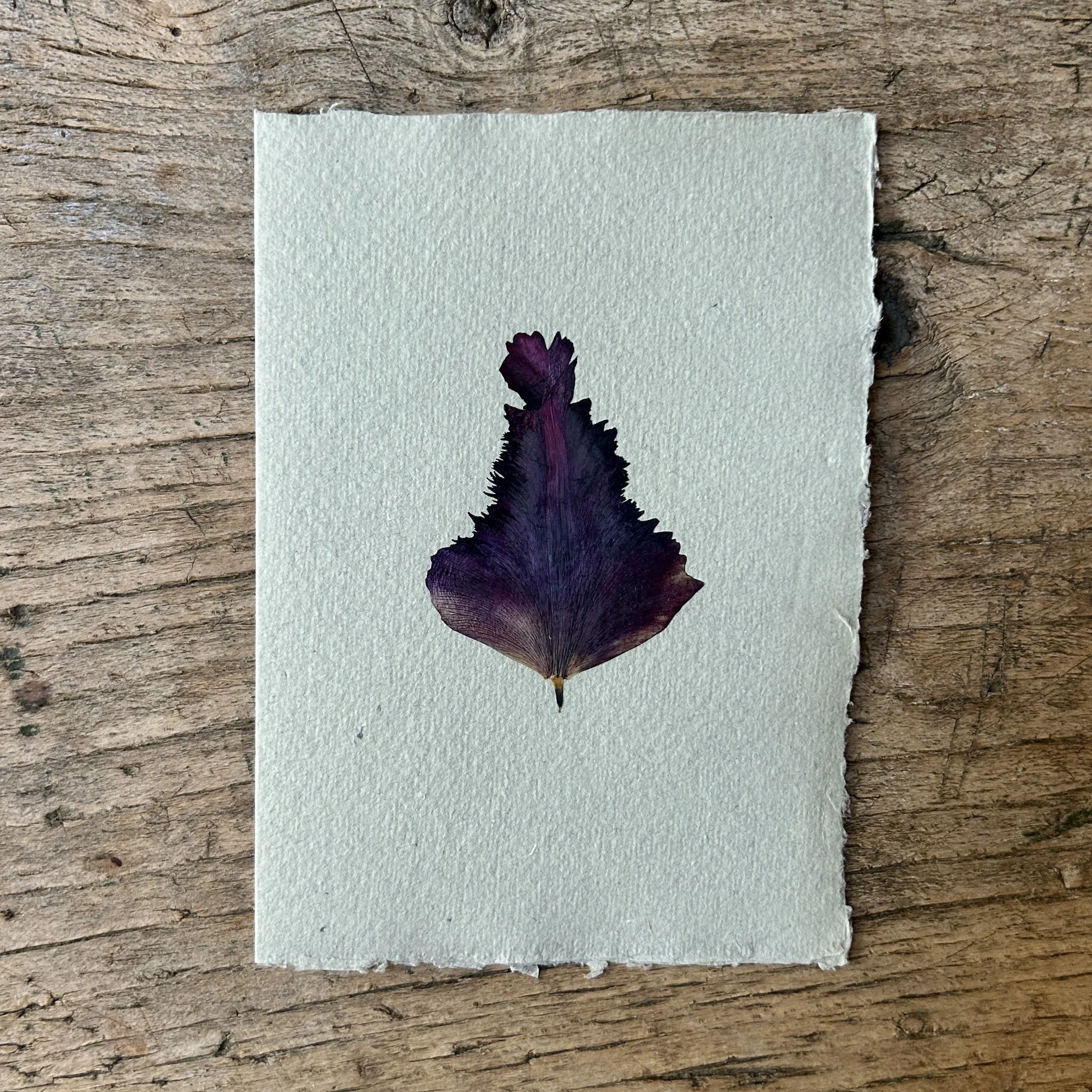 Pressed Botanical Rag Paper Card Grey