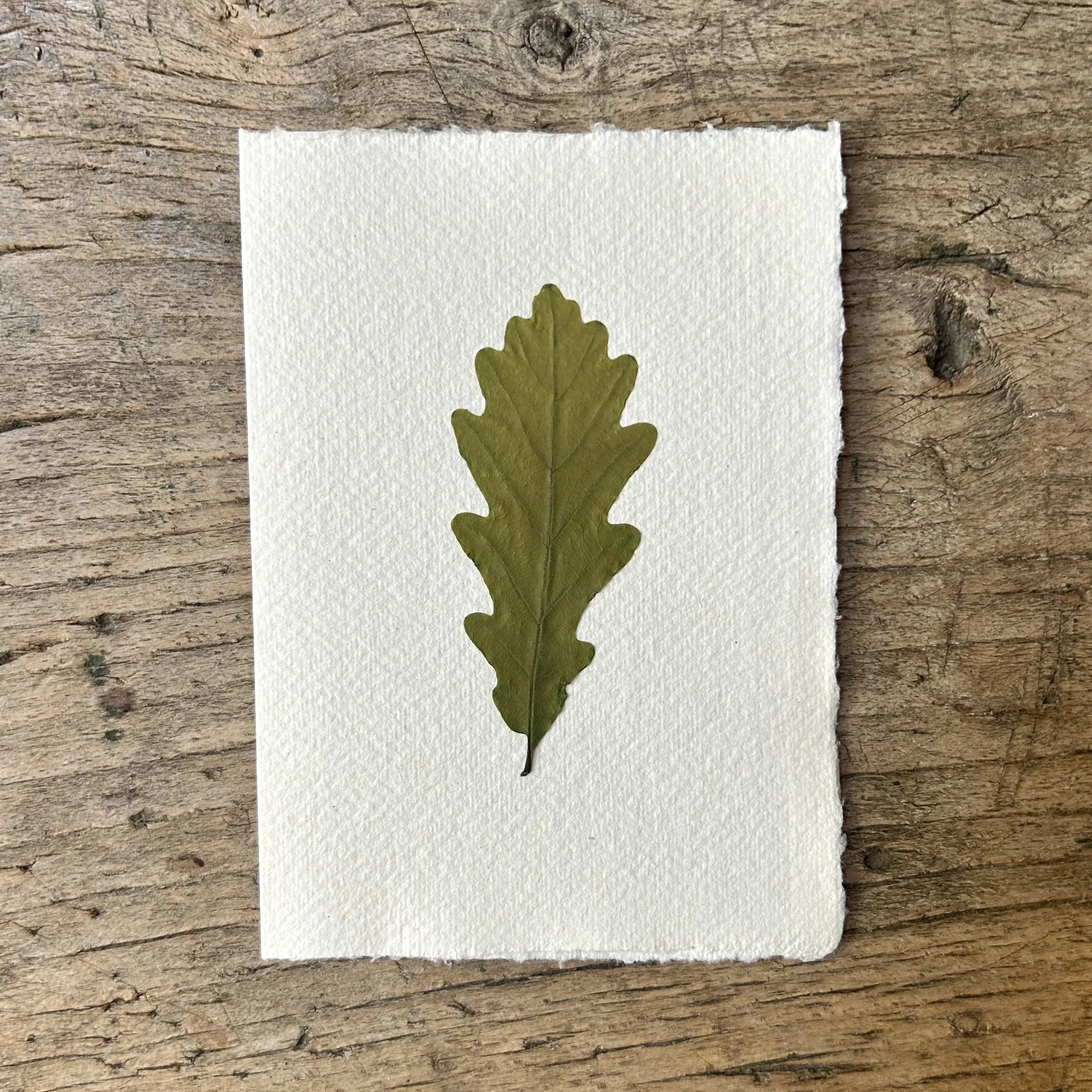 Pressed Botanical Rag Paper Card