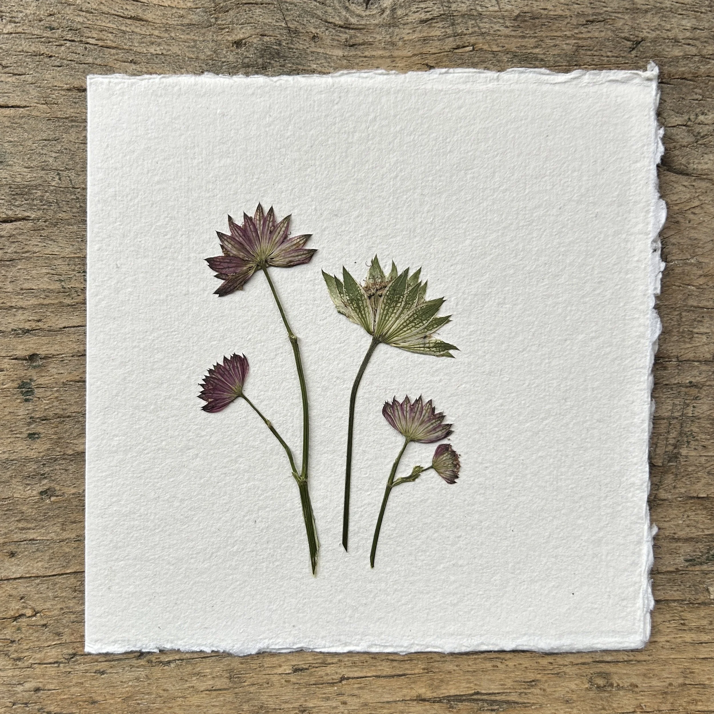 Pressed Botanical Rag Paper Card 210