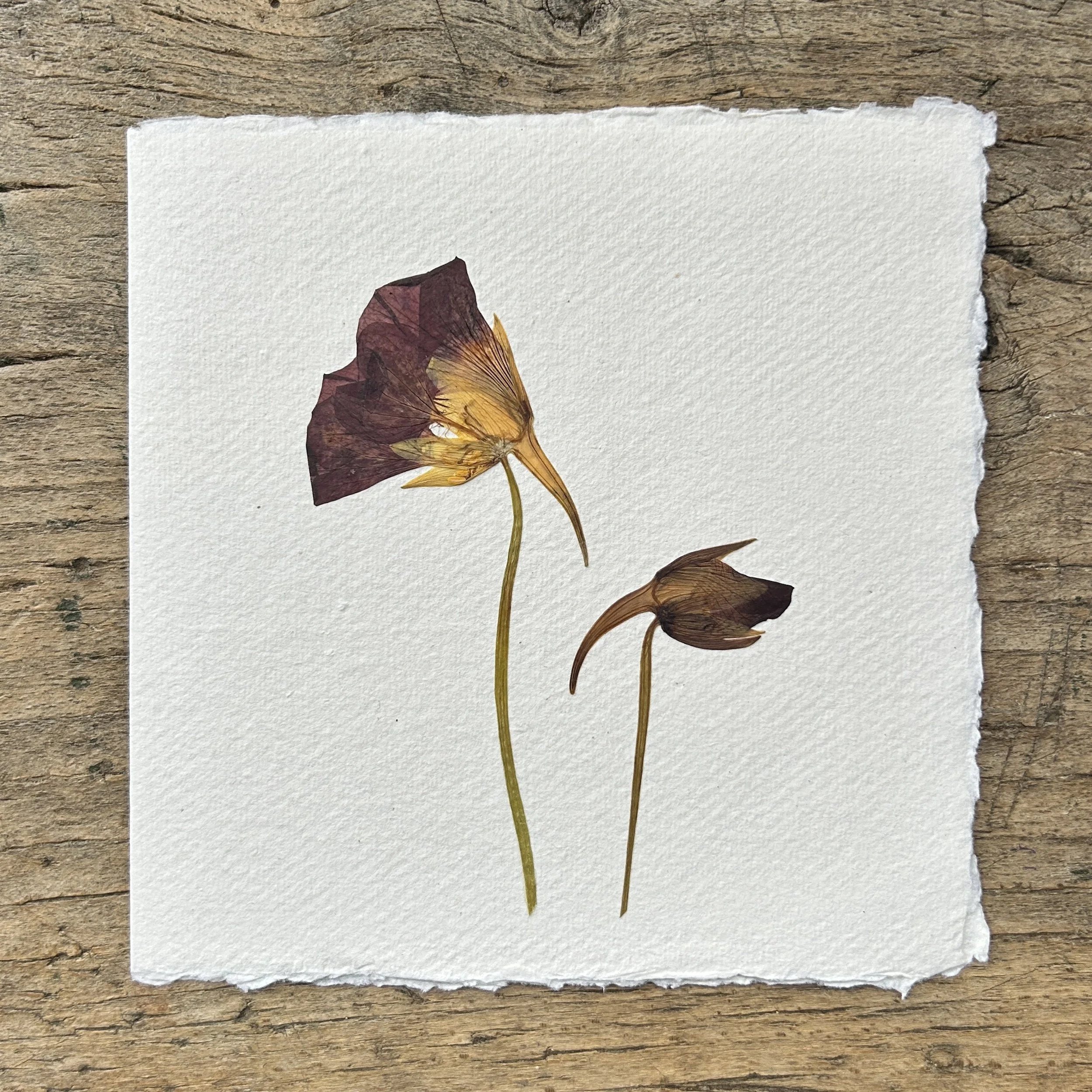 Pressed Botanical Rag Paper Card 212