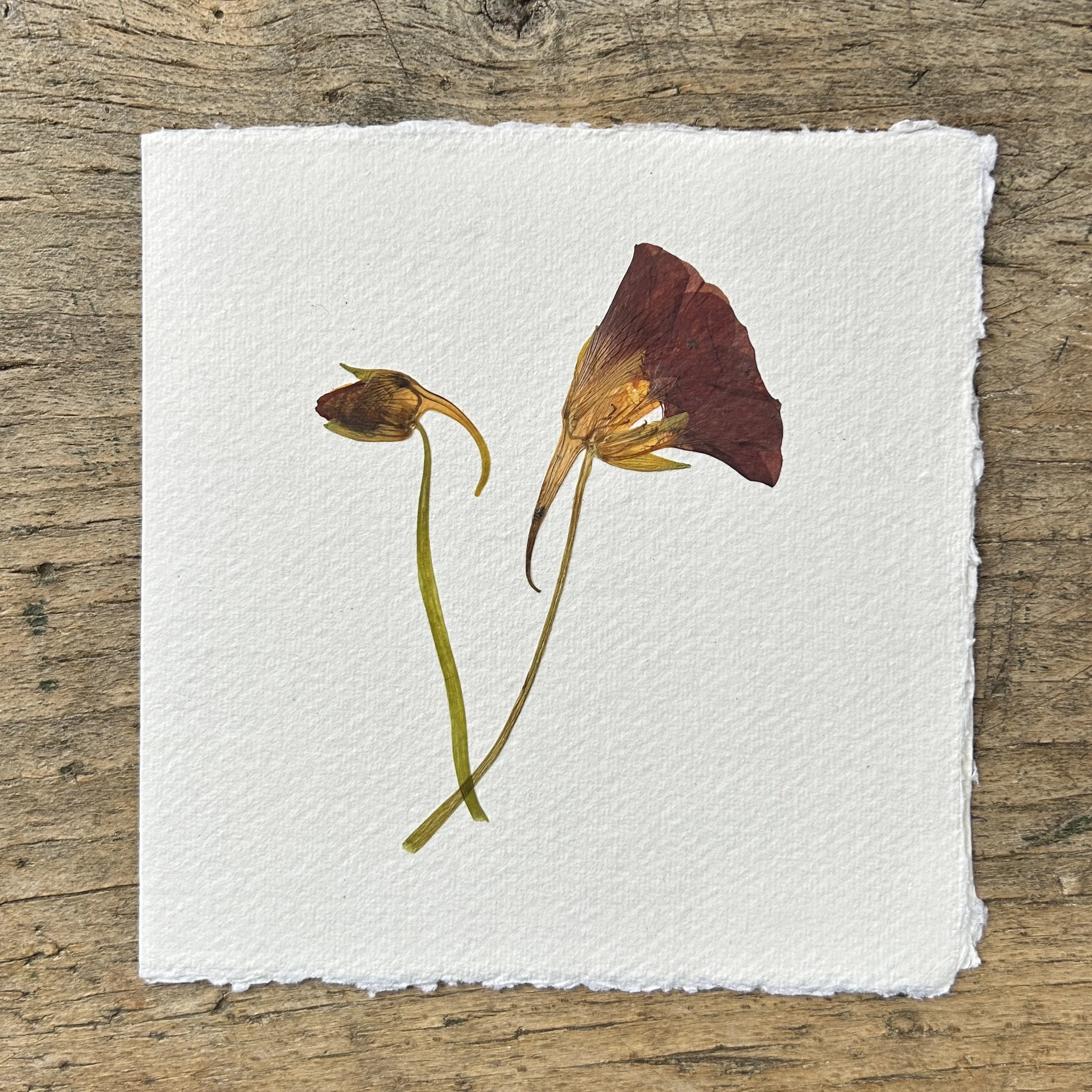 Pressed Botanical Rag Paper Card 217