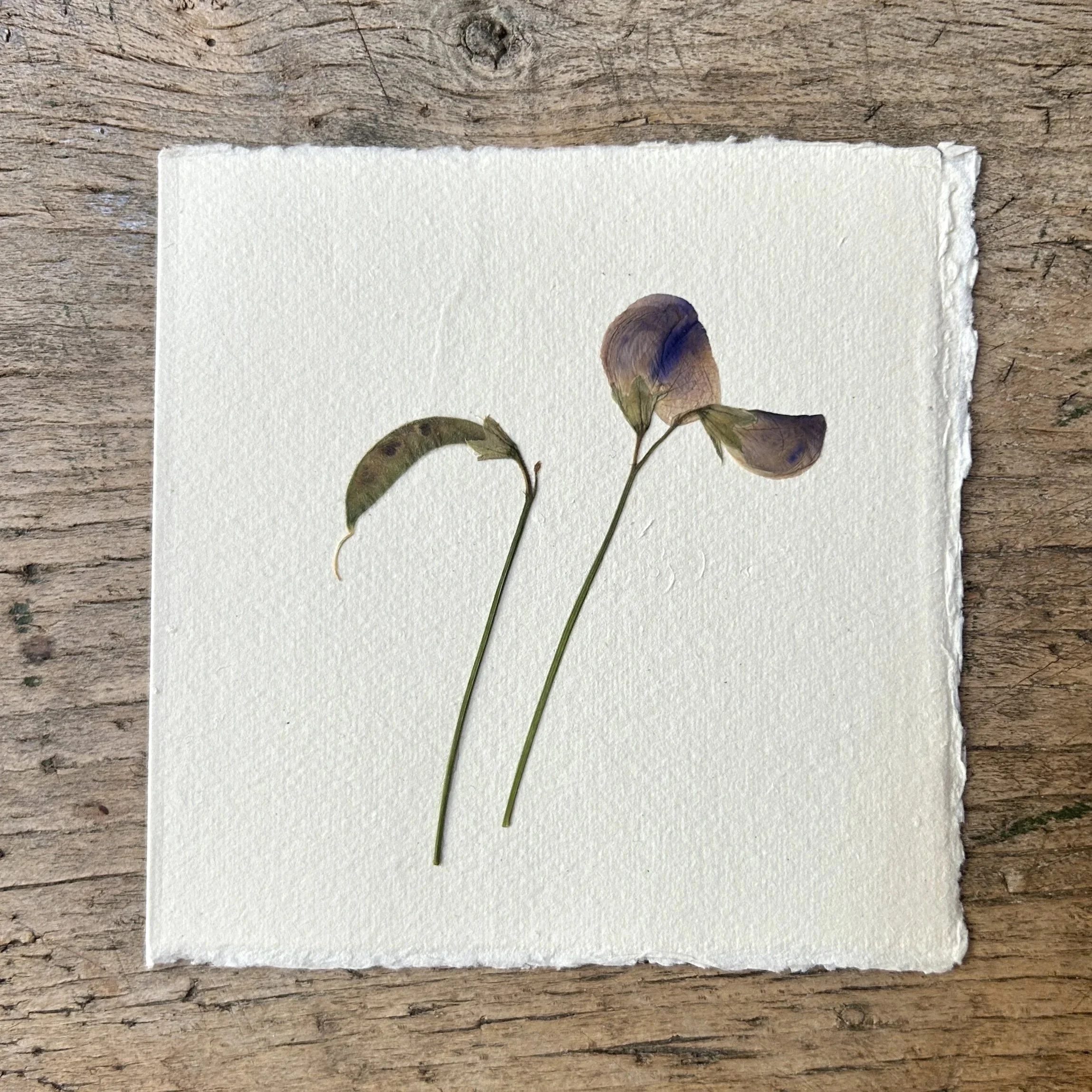 Pressed Botanical Rag Paper Card