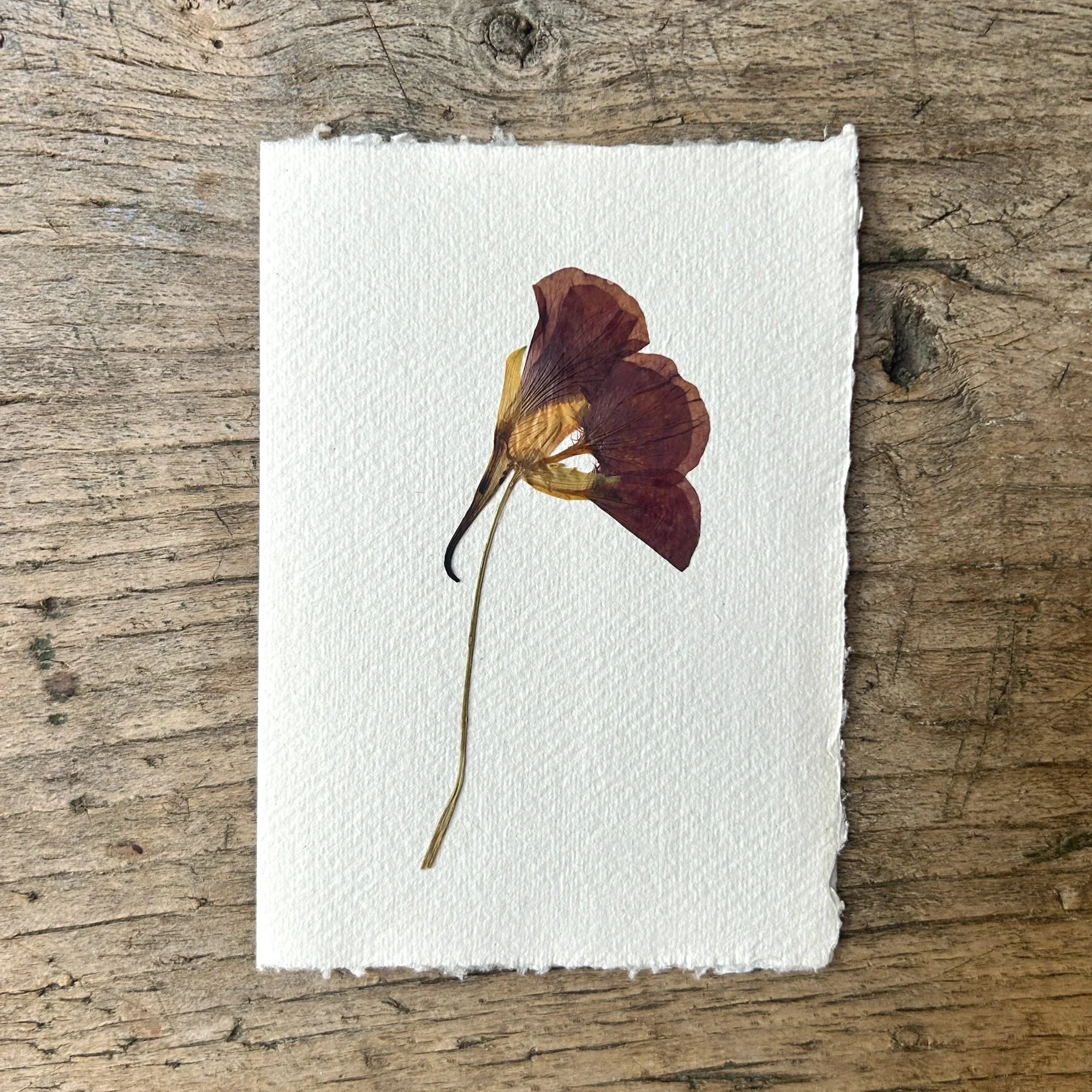 Pressed Botanical Rag Paper Card