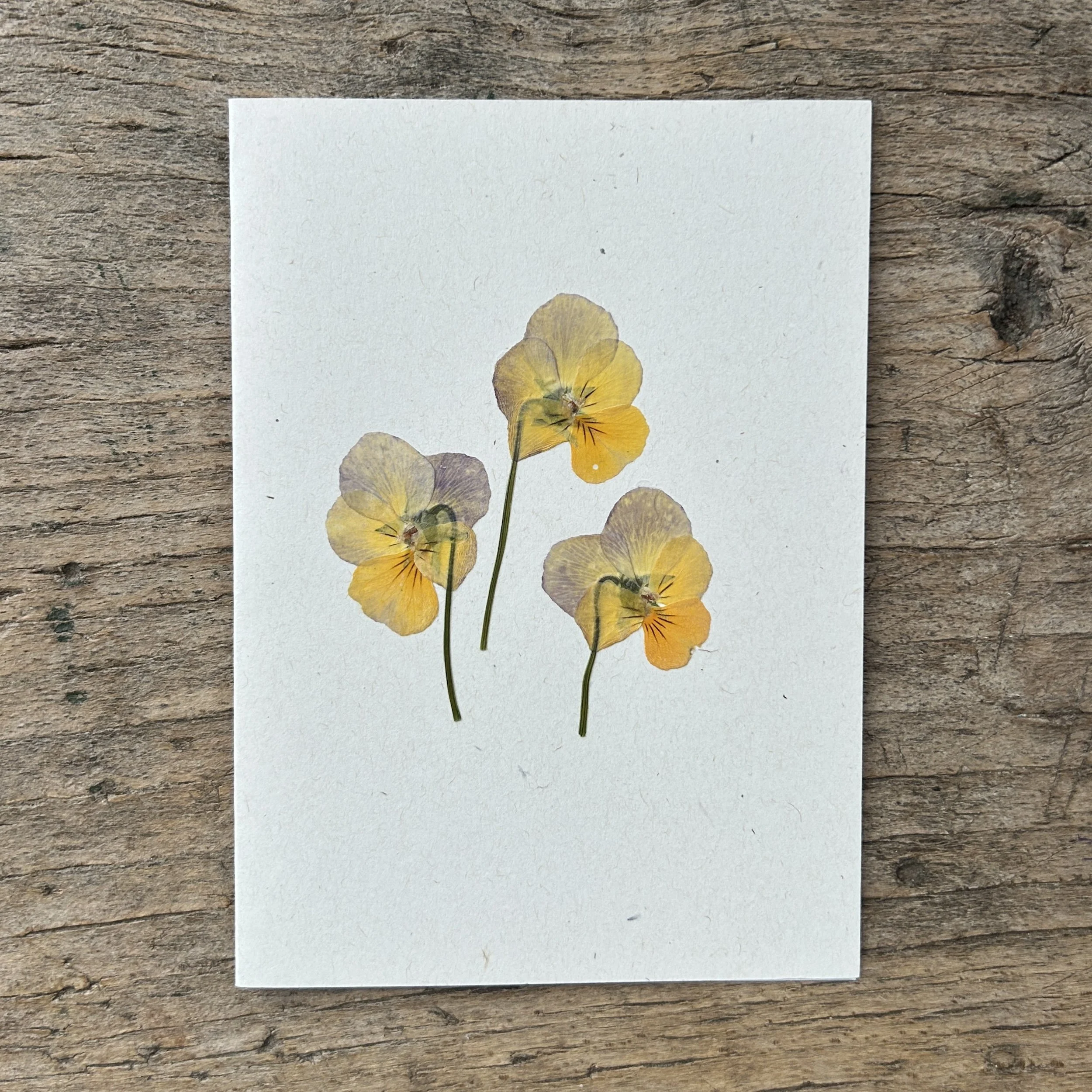 Pressed Botanical Card Cream 205