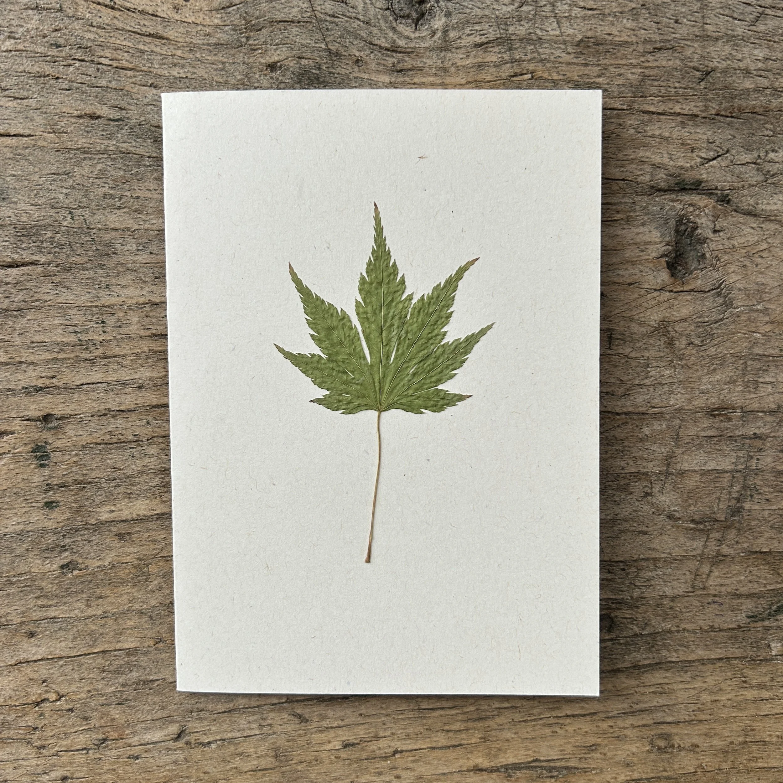 Pressed Botanical Card Cream 201