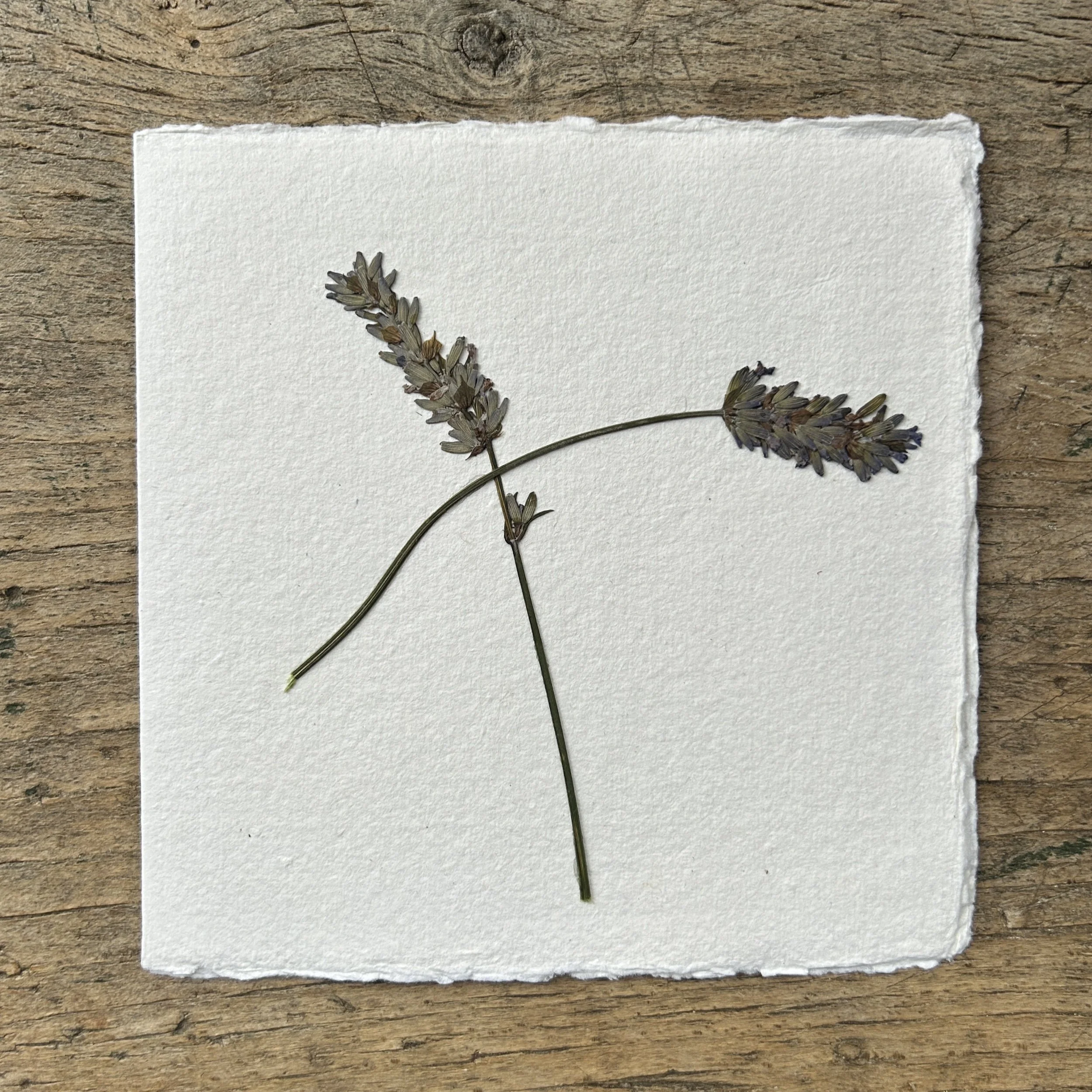 Pressed Botanical Rag Paper Card 209