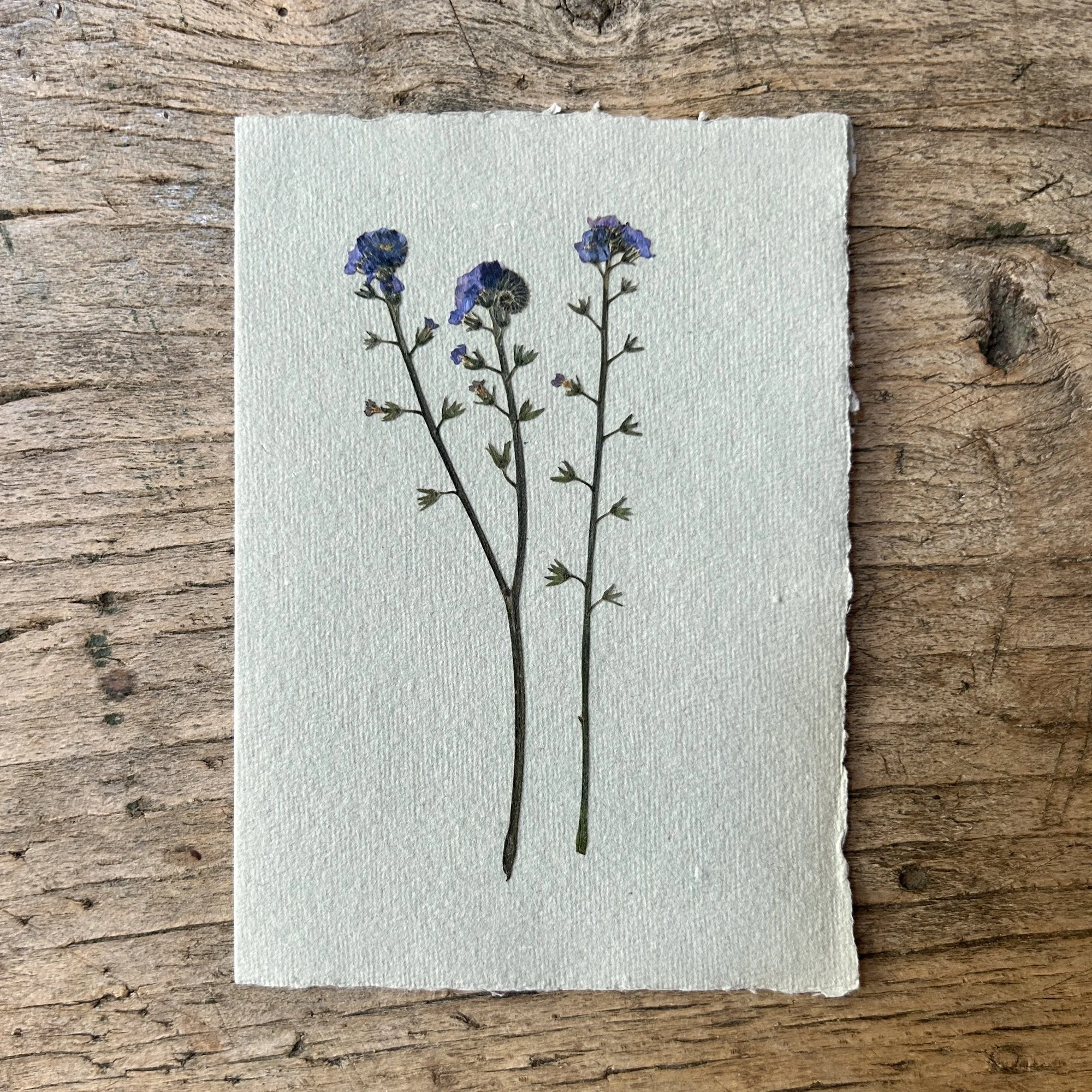 Pressed Botanical Rag Paper Card Grey