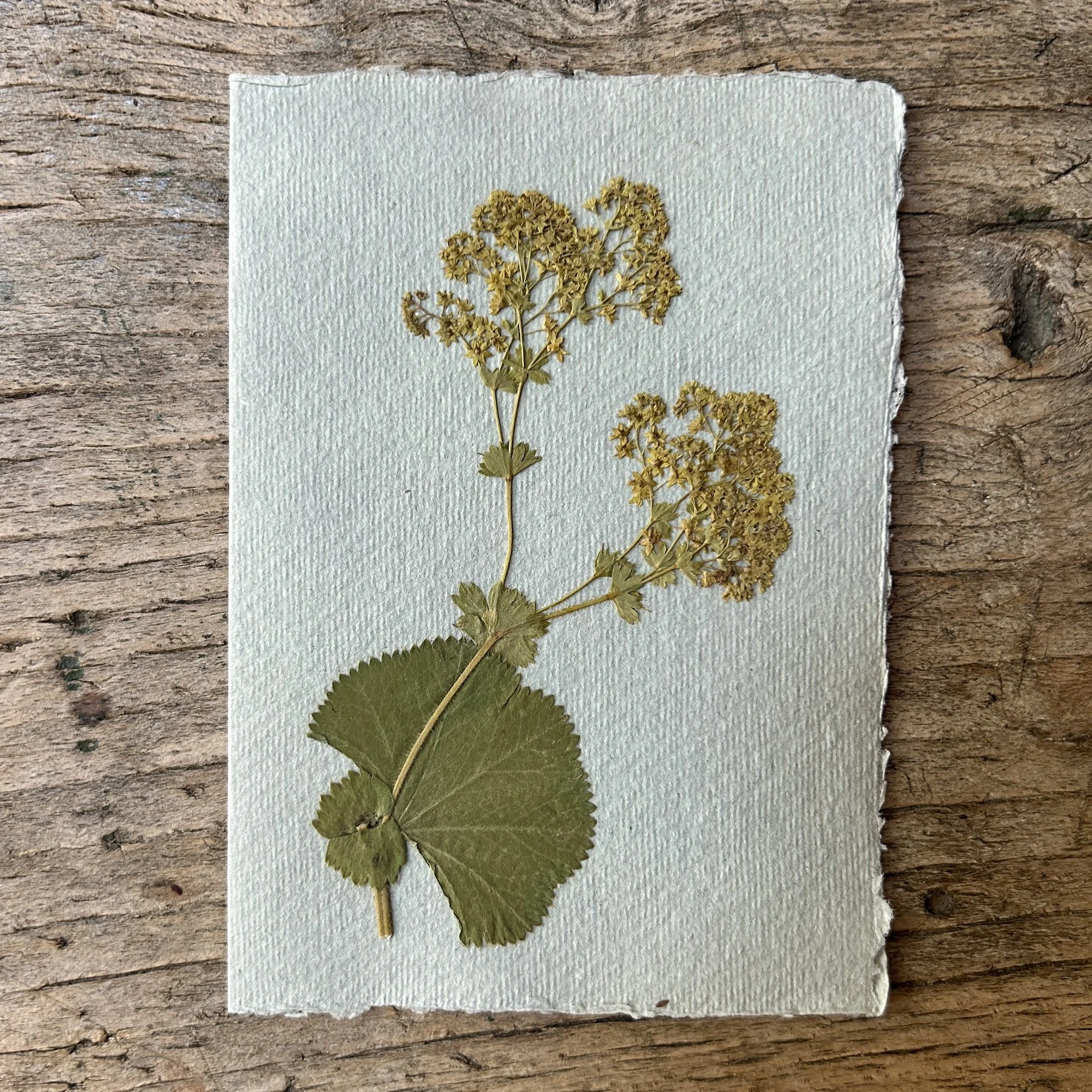 Pressed Botanical Rag Paper Card Grey