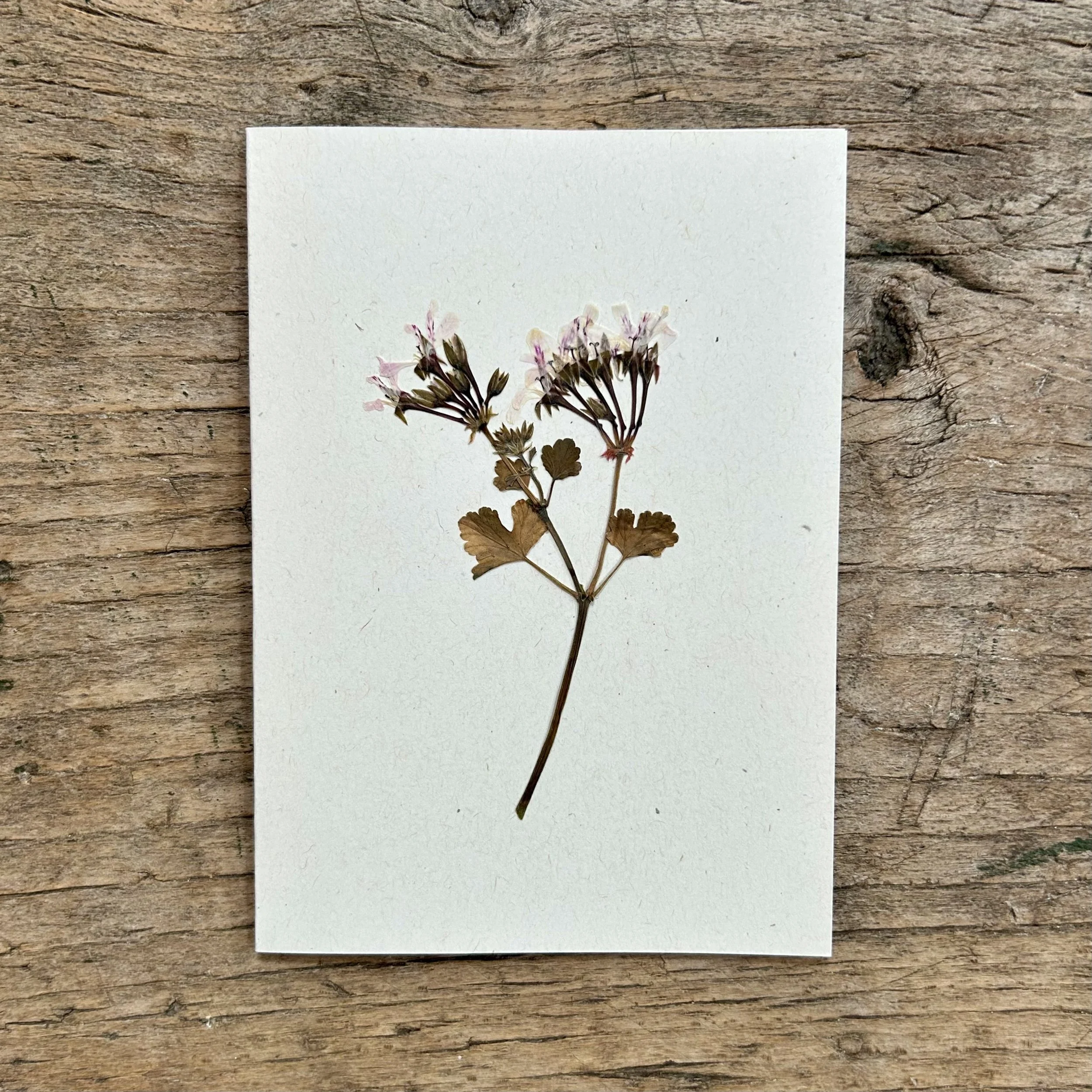 card 13.jpg