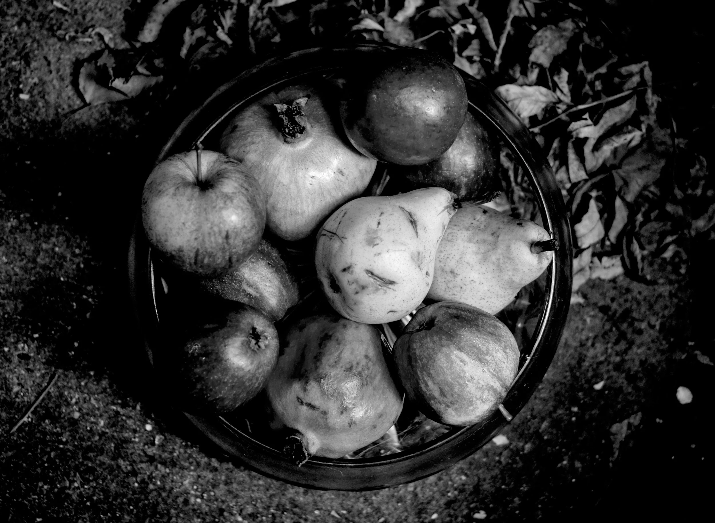 Apples.jpg