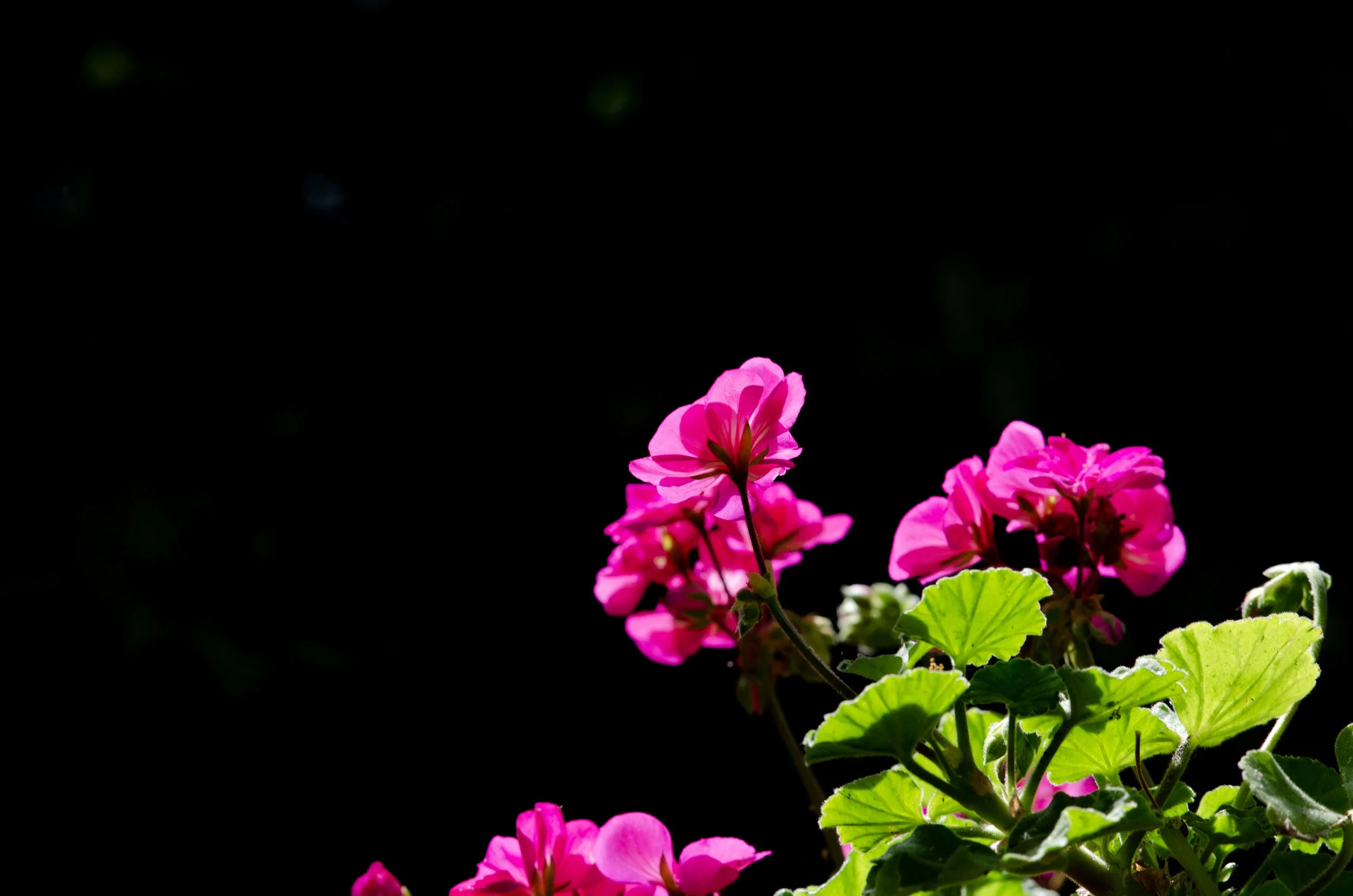 _NAO6089 copy 2.jpg