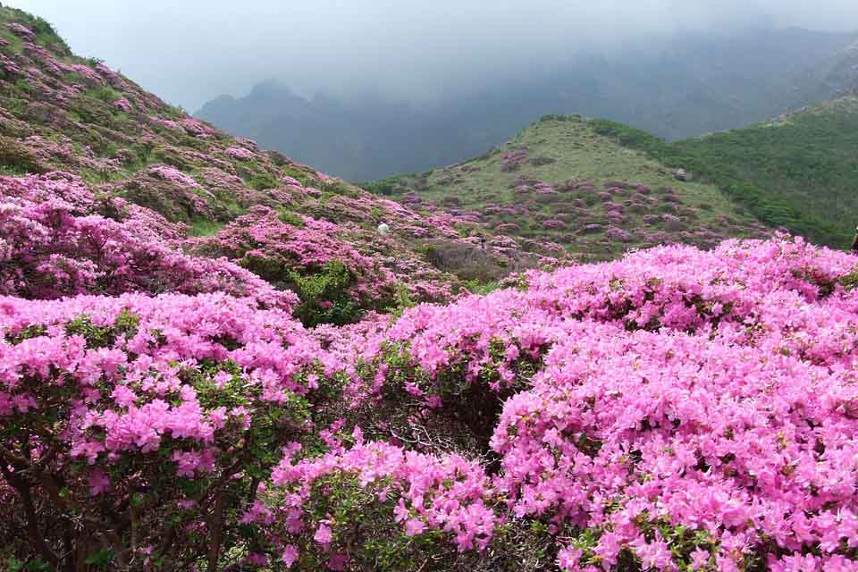 Azaleas