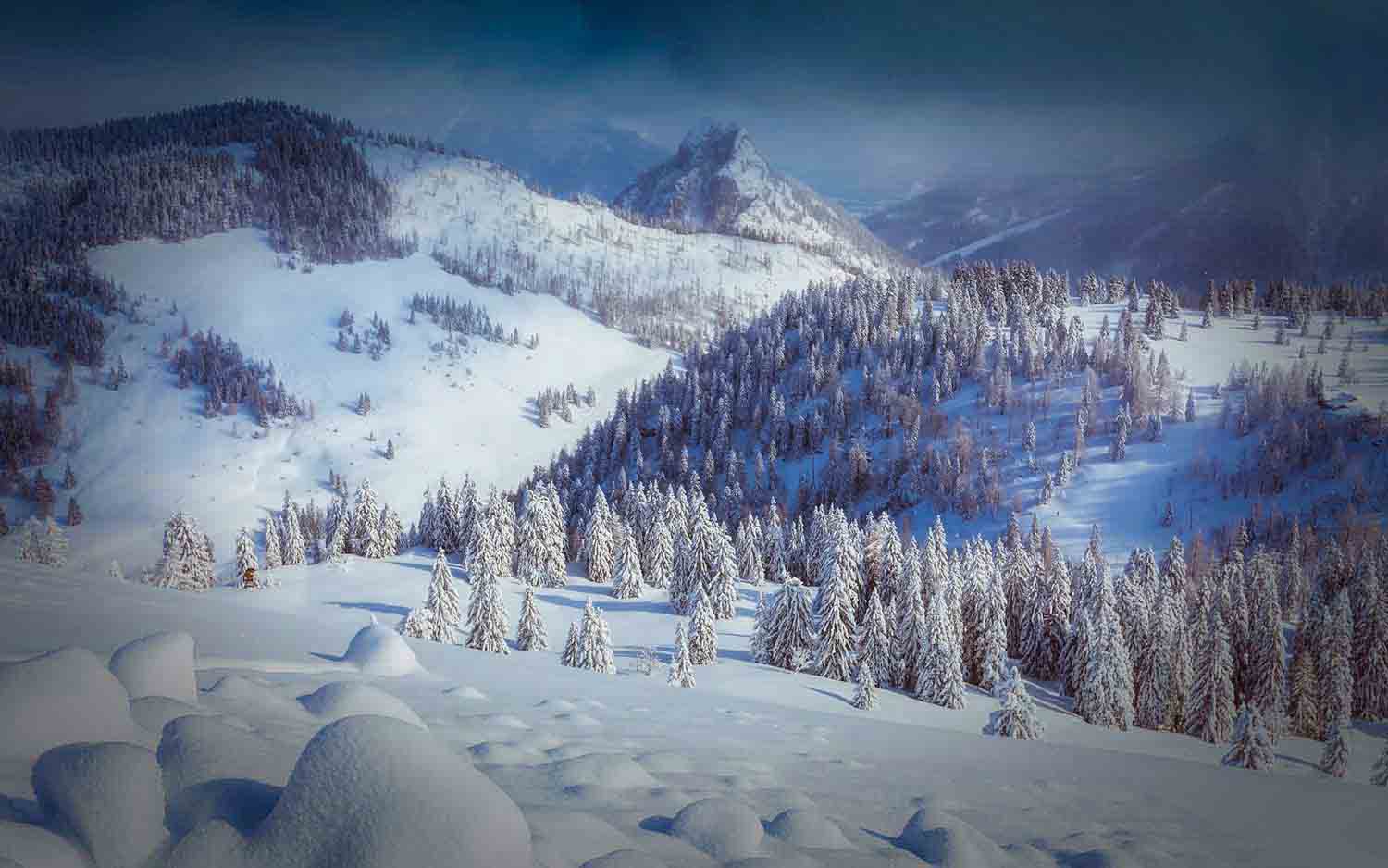 The Spruce Trap