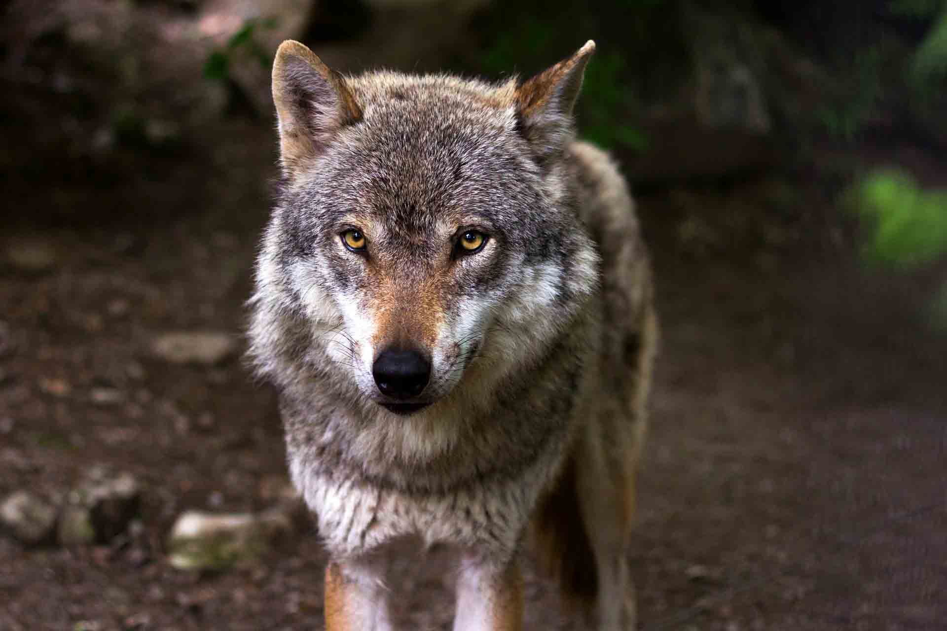 Robert Roth • The Wolf at the Door