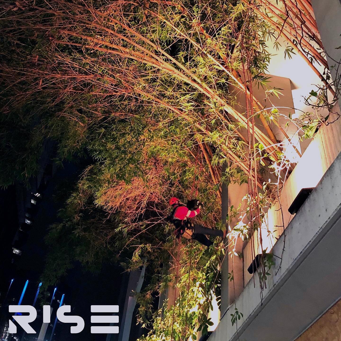 Where the city meets the jungle!

Using our personnel winching capability, our technicians installed a custom catenary system to give the bamboo the support it needs.

Designed and tested in-house!

📞 1300 74 7473
📧 info@risepacific.com