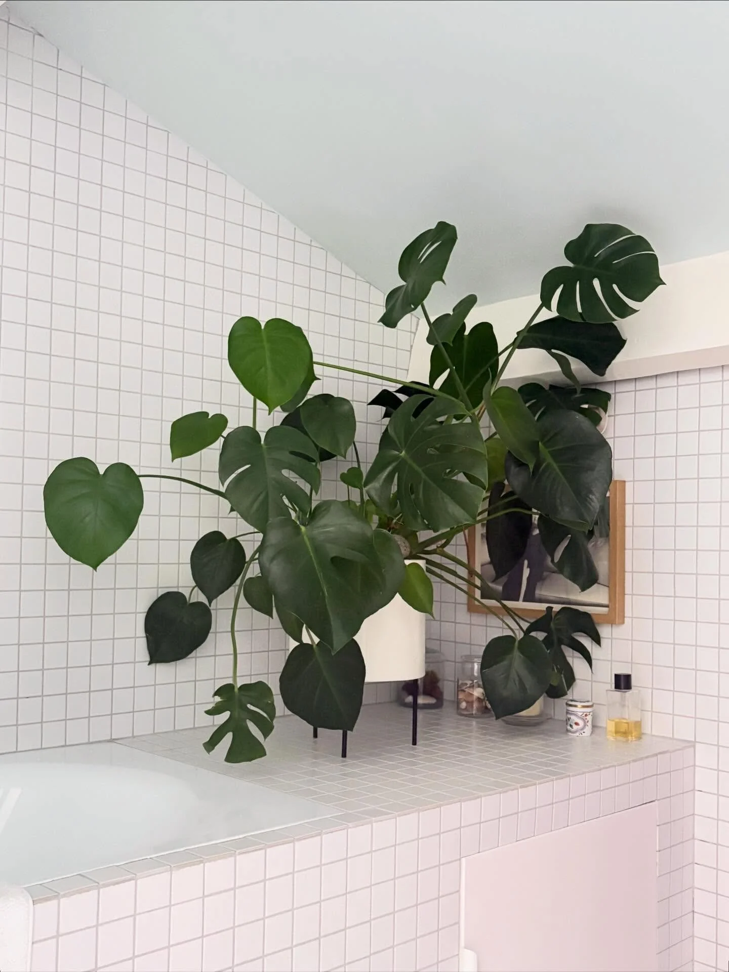 La preuve qu&rsquo;une salle de bain enti&egrave;rement carrel&eacute;e de blanc n&rsquo;est pas forc&eacute;ment ennuyeuse 😀❤️🪴

#decomarseille #architectedinterieur #inspisalledebain