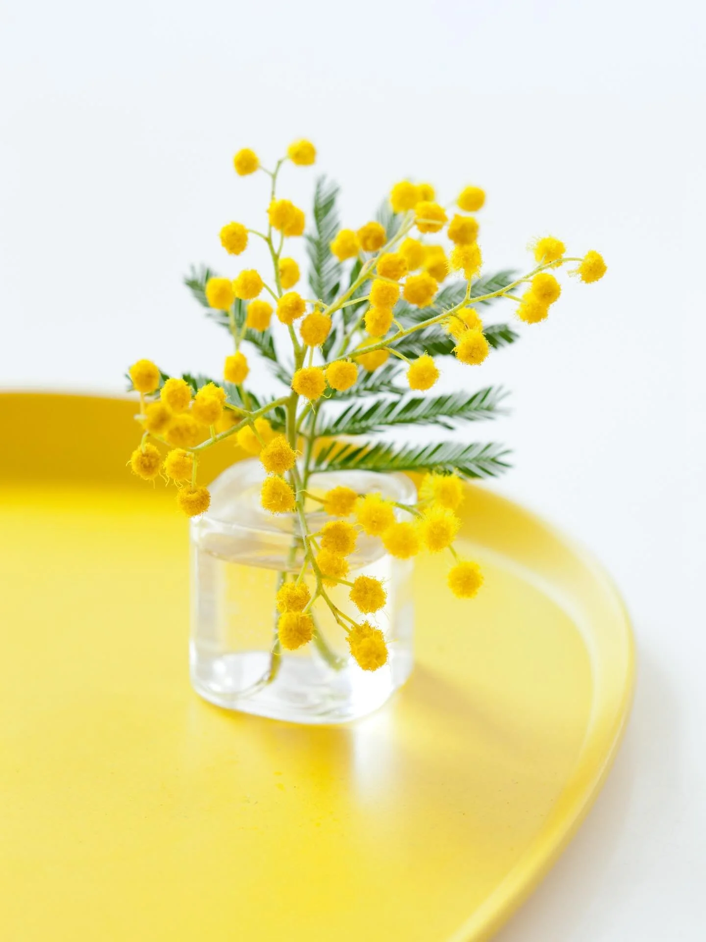 Vous n&rsquo;osez pas la couleur dans votre int&eacute;rieur ? Commencez juste par une fleur ! Les premiers mimosas arrivent, et c&rsquo;est fou comme ce petit &eacute;clat de jaune a le pouvoir d&rsquo;illuminer ce qu&rsquo;il entoure ☀️ Exactement,