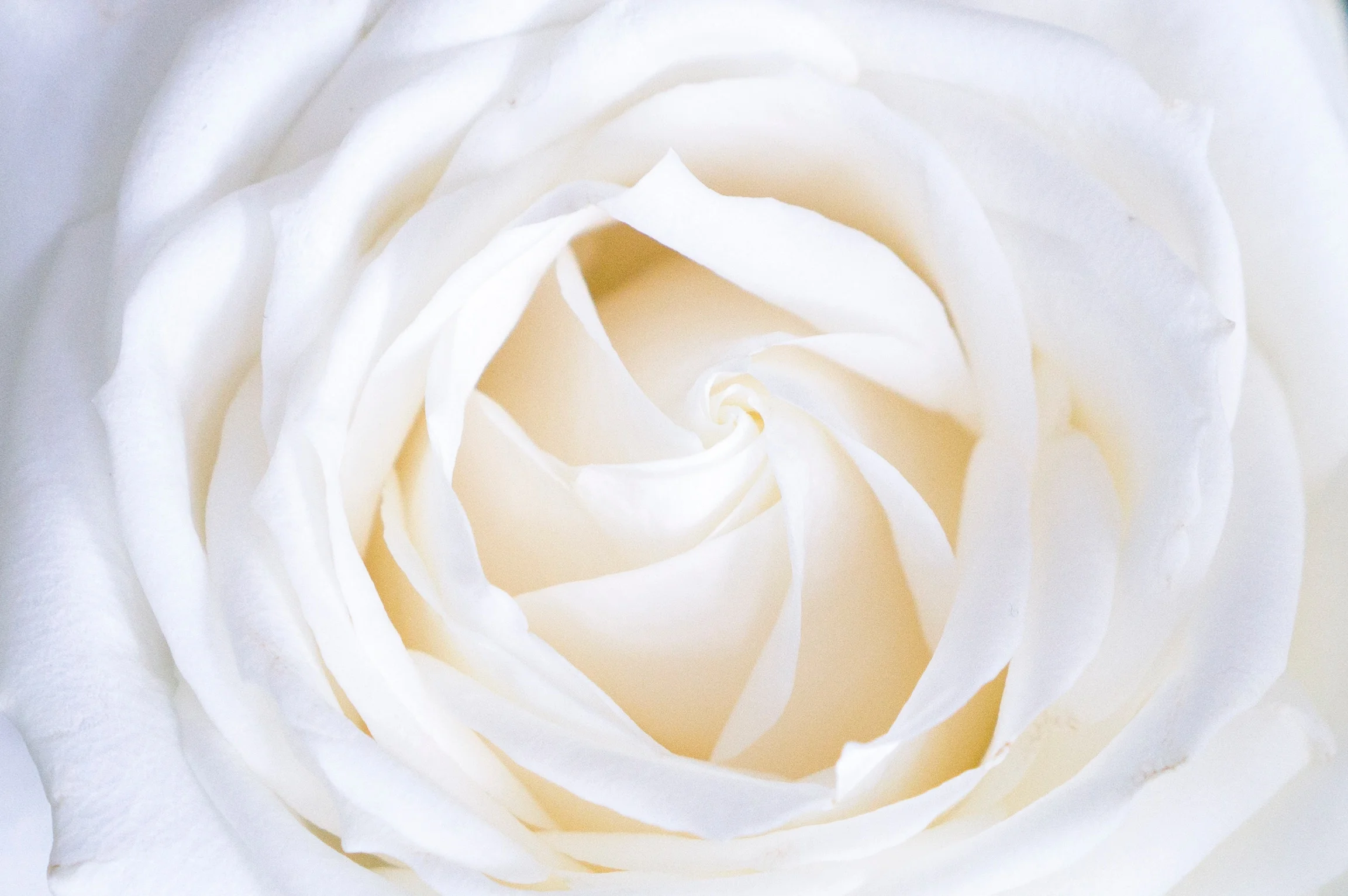 The War of the Roses