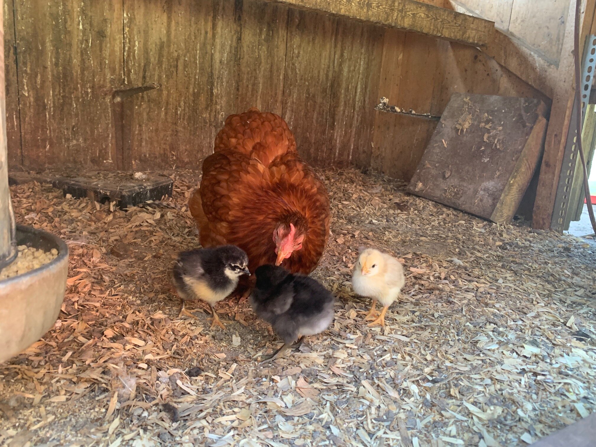 laying hens for sale nj