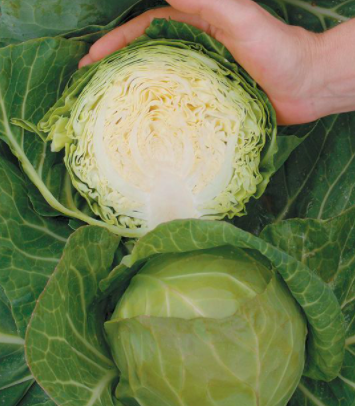 Screen Shot 2022-02-03 at 9.44.00 AM.png