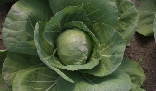 Screen Shot 2022-02-03 at 9.43.49 AM.png