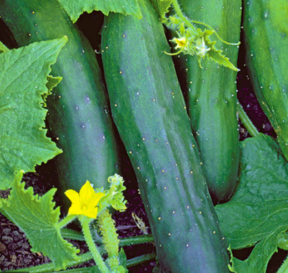 Screen Shot 2022-02-03 at 9.56.55 AM.png