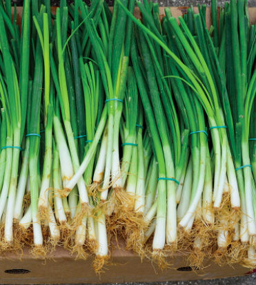 Screen Shot 2022-02-03 at 10.21.21 AM.png