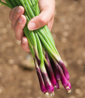 Screen Shot 2022-02-03 at 10.23.19 AM.png