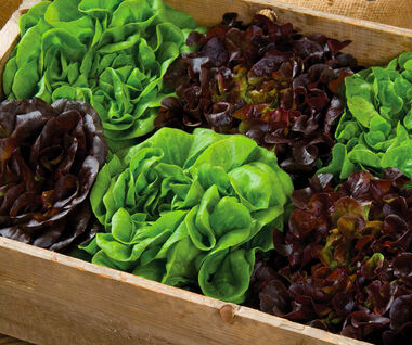 Screen Shot 2022-02-03 at 10.40.05 AM.png