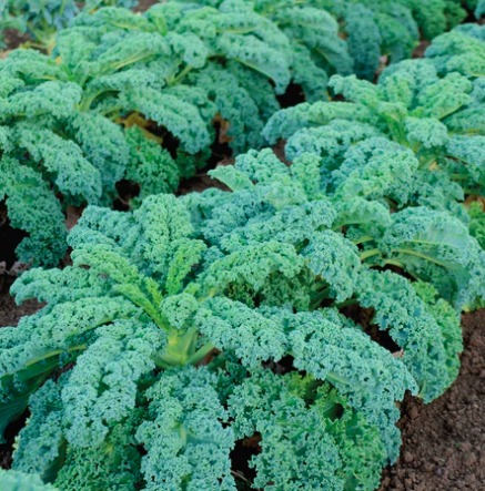 Screen Shot 2022-02-03 at 10.51.59 AM.png