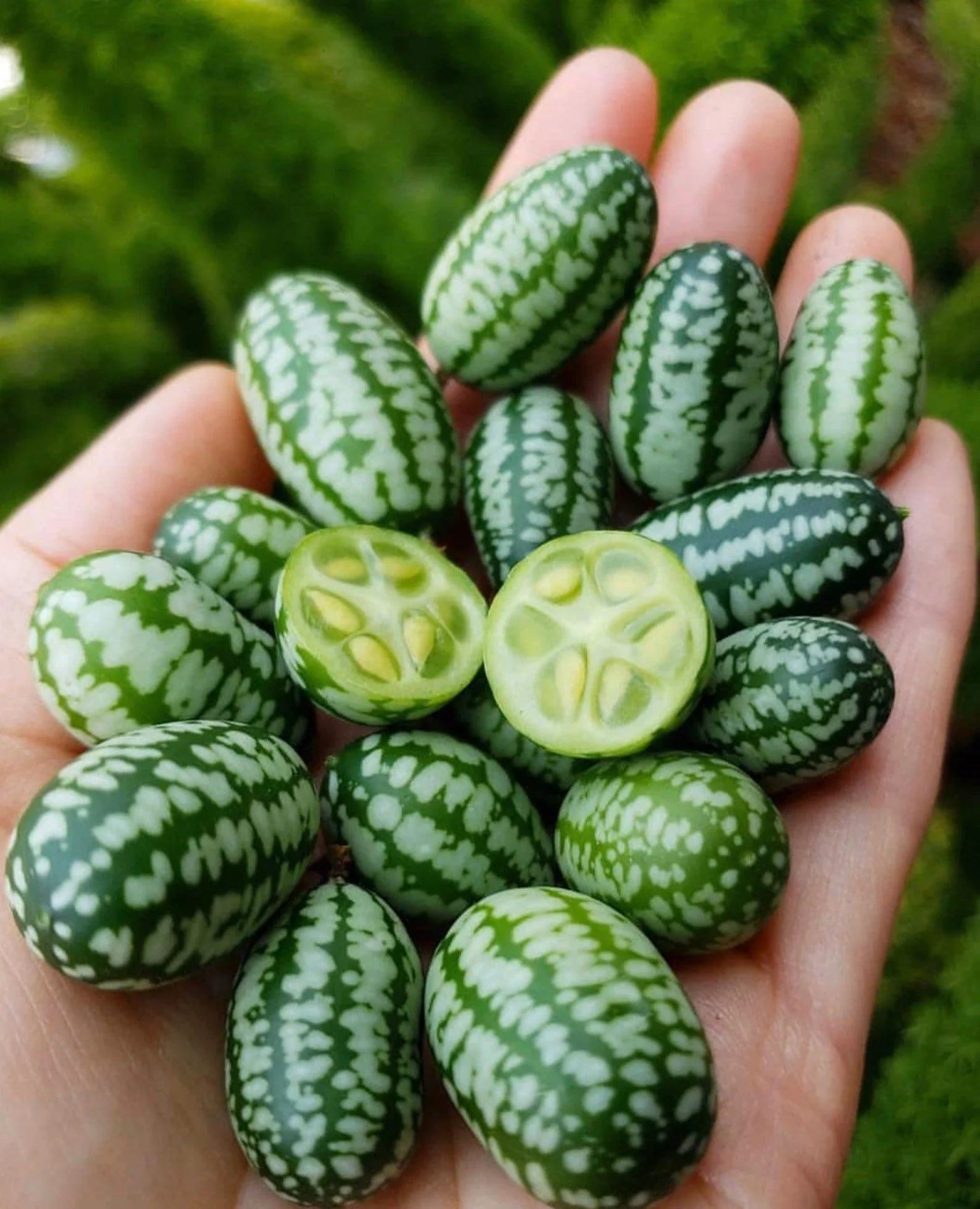 sourmexicangherkincucumber.jpg