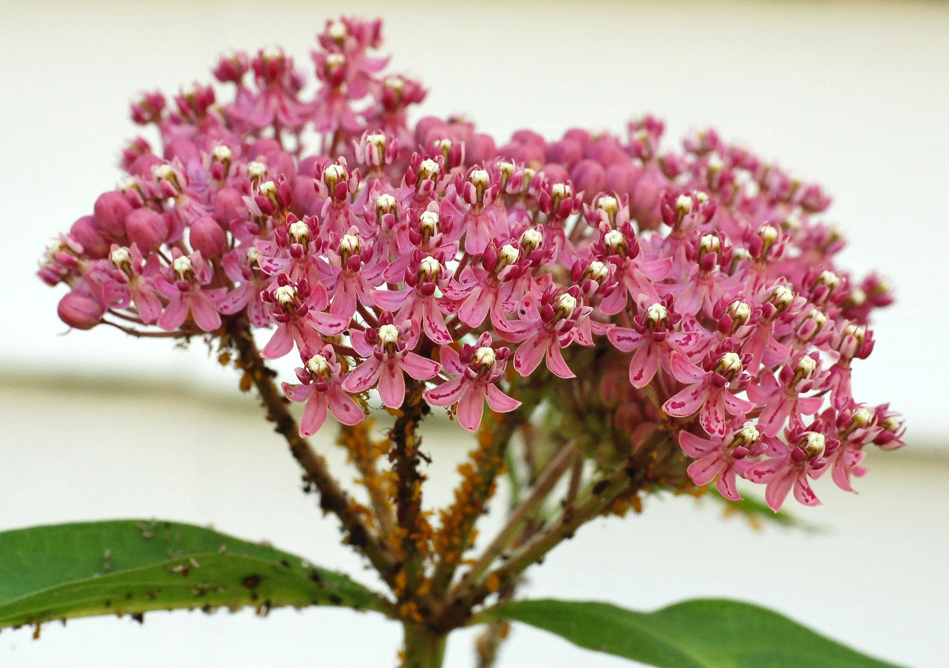 Swamp_Milkweed_Asclepias_incarnata_Spotted.jpg