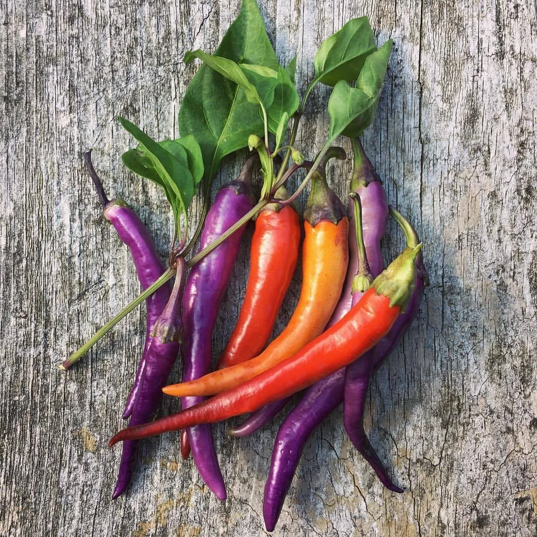 Buena Mulata Pepper.jpeg