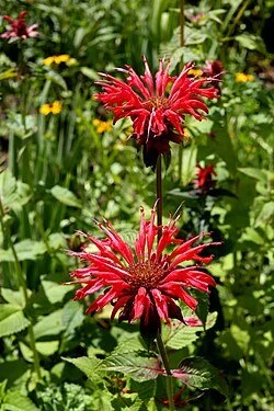 Indiandernessel_(Monarda_didyma)4.jpg