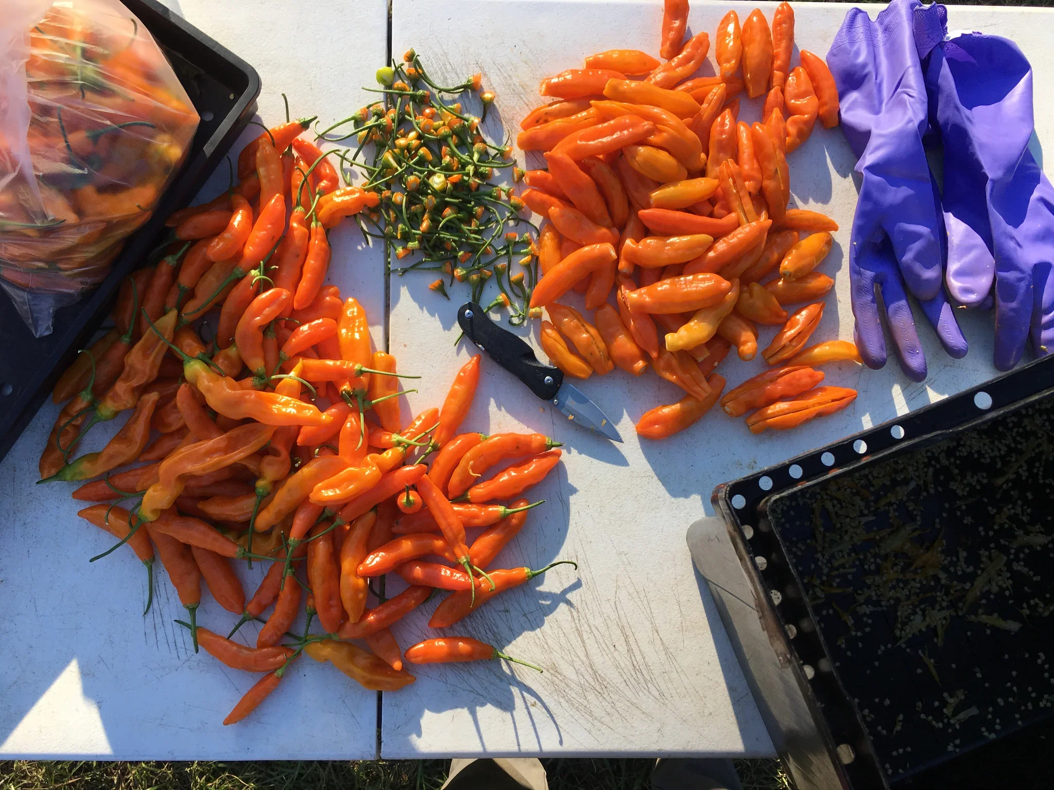 aji_amarillo_seed_saving_1024x1024@2x.webp