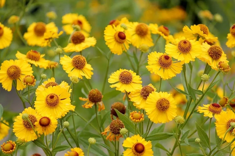 helenium-autumnale.webp