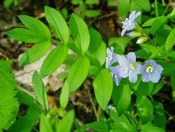 Polemonium-reptans-4.jpg