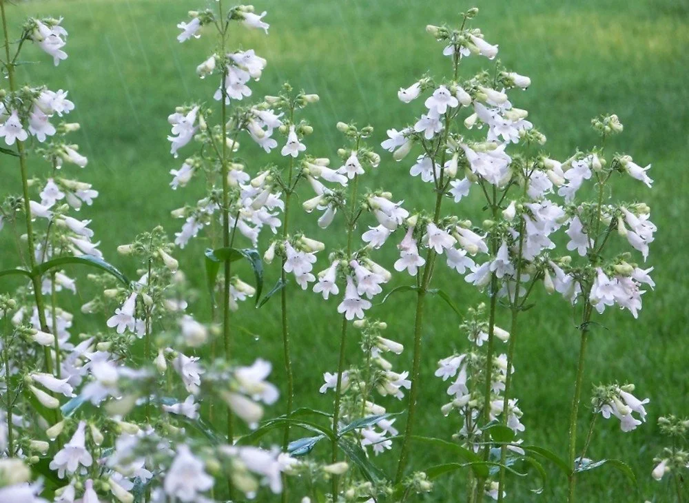 penstemon-digitalis-ha-atal.jpg