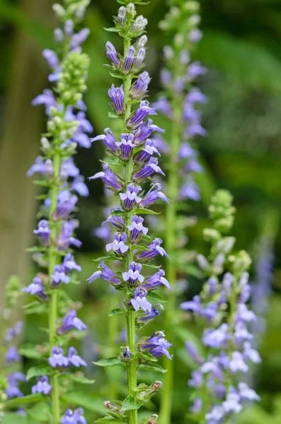 lobelia-siphilitica-great-blue-lobelia.webp