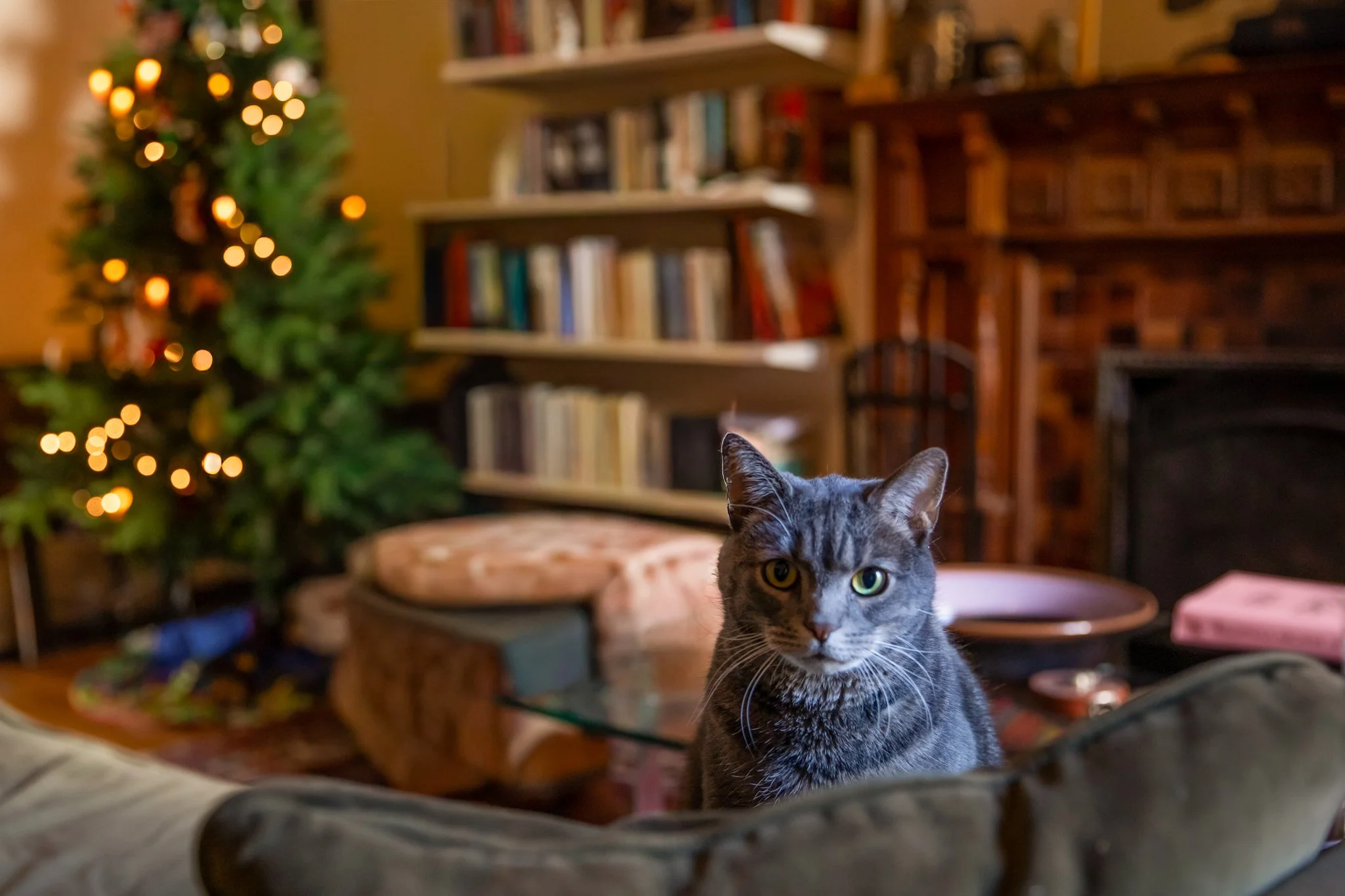 Christmas portrait of a cat 
