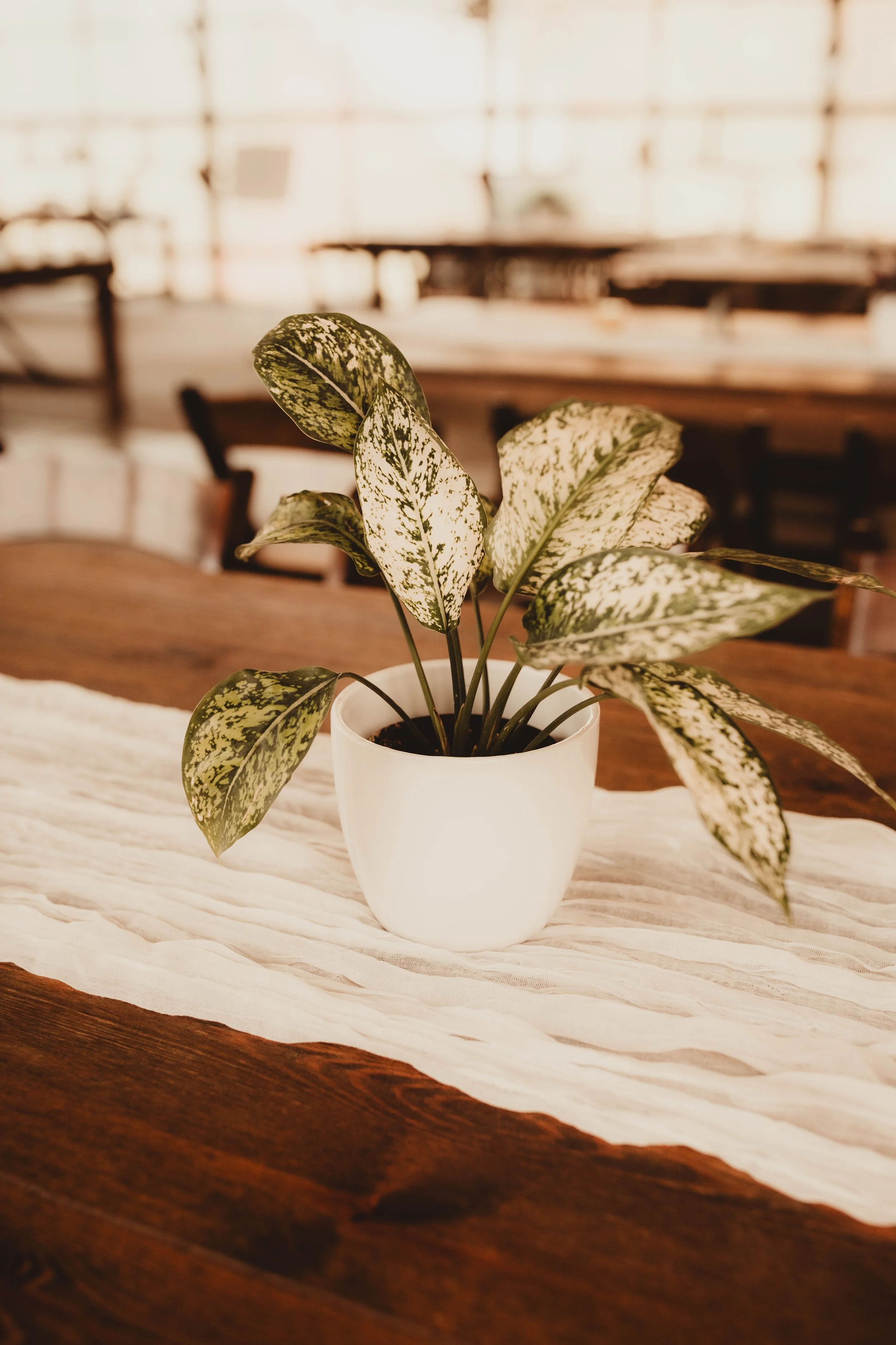 Alder&Root-7319.jpg
