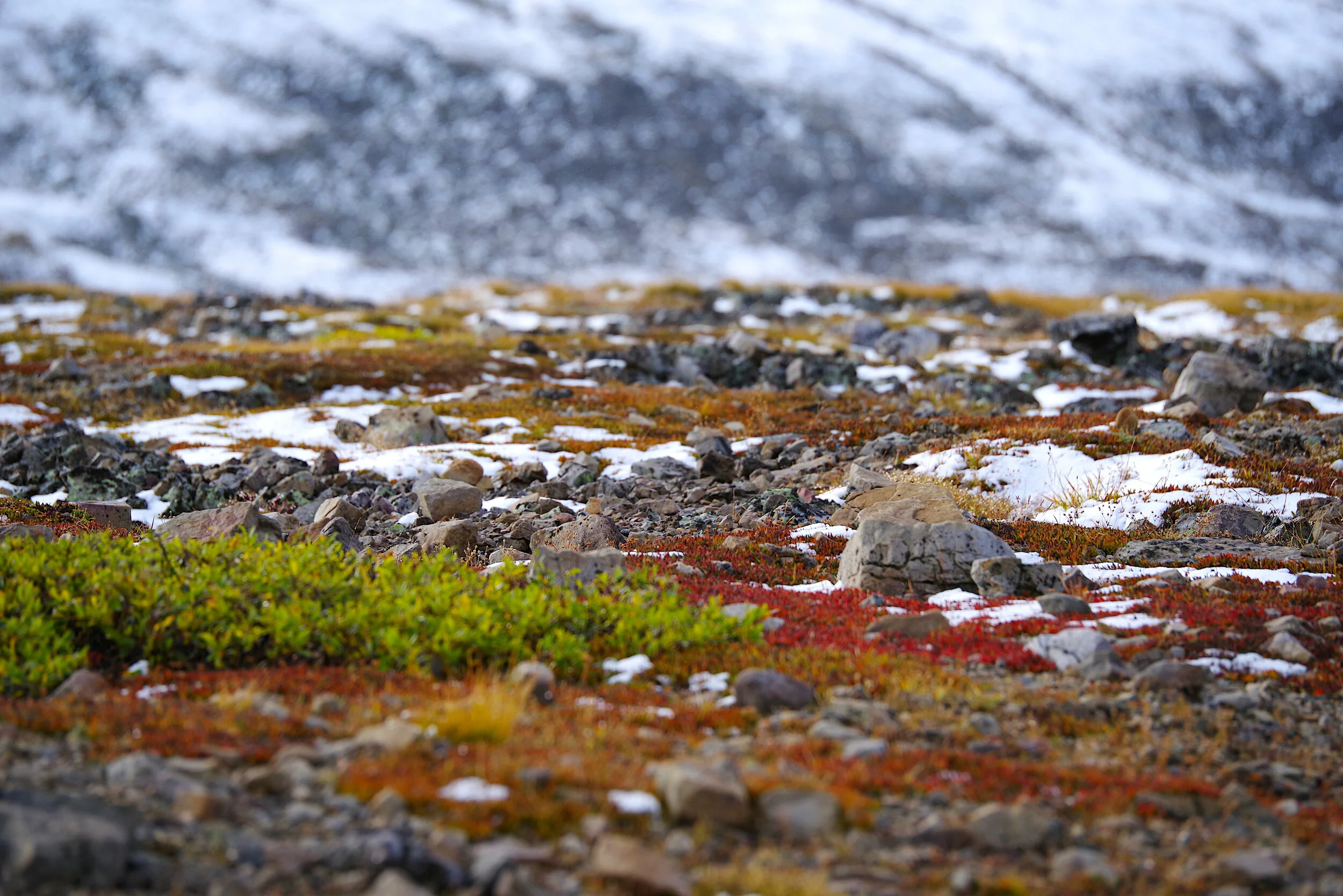 Plateau Tundra 2.JPG